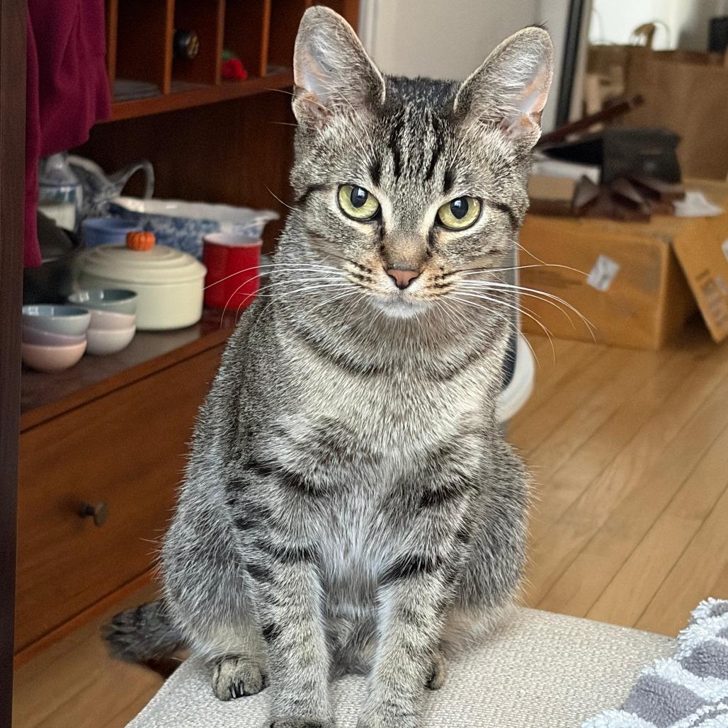 Apple Pie, ADOPTABLE, Young Female Domestic Short Hair.
