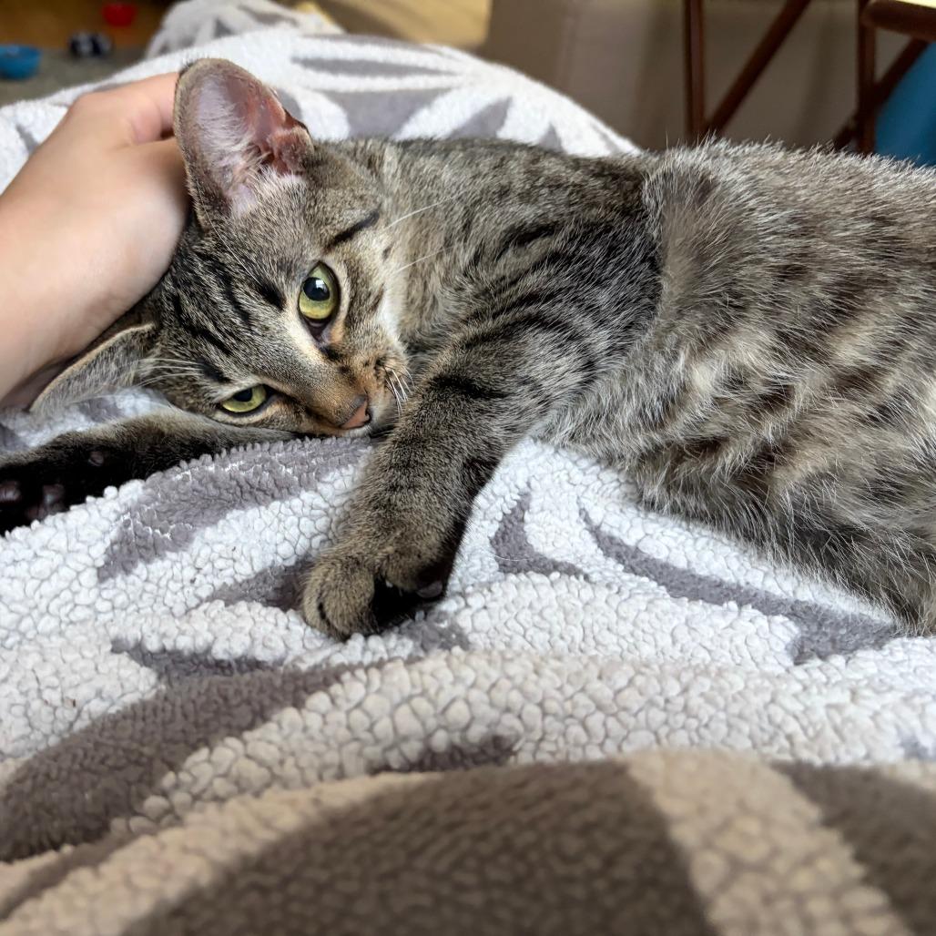 Apple Pie, a ADOPTABLE Domestic Short Hair in Evanston, IL image 2/4
