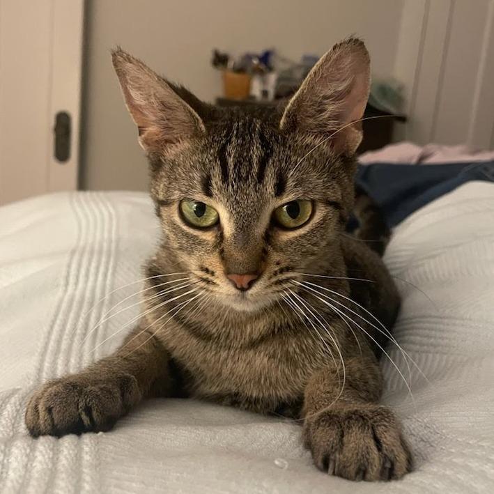 Apple Pie, a ADOPTABLE Domestic Short Hair in Evanston, IL image 4/4