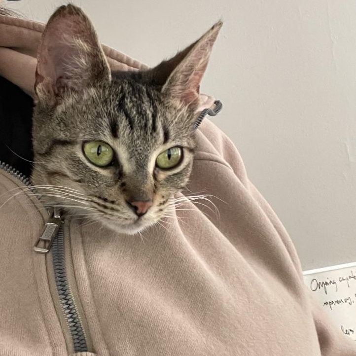 Apple Pie, a ADOPTABLE Domestic Short Hair in Evanston, IL image 3/4