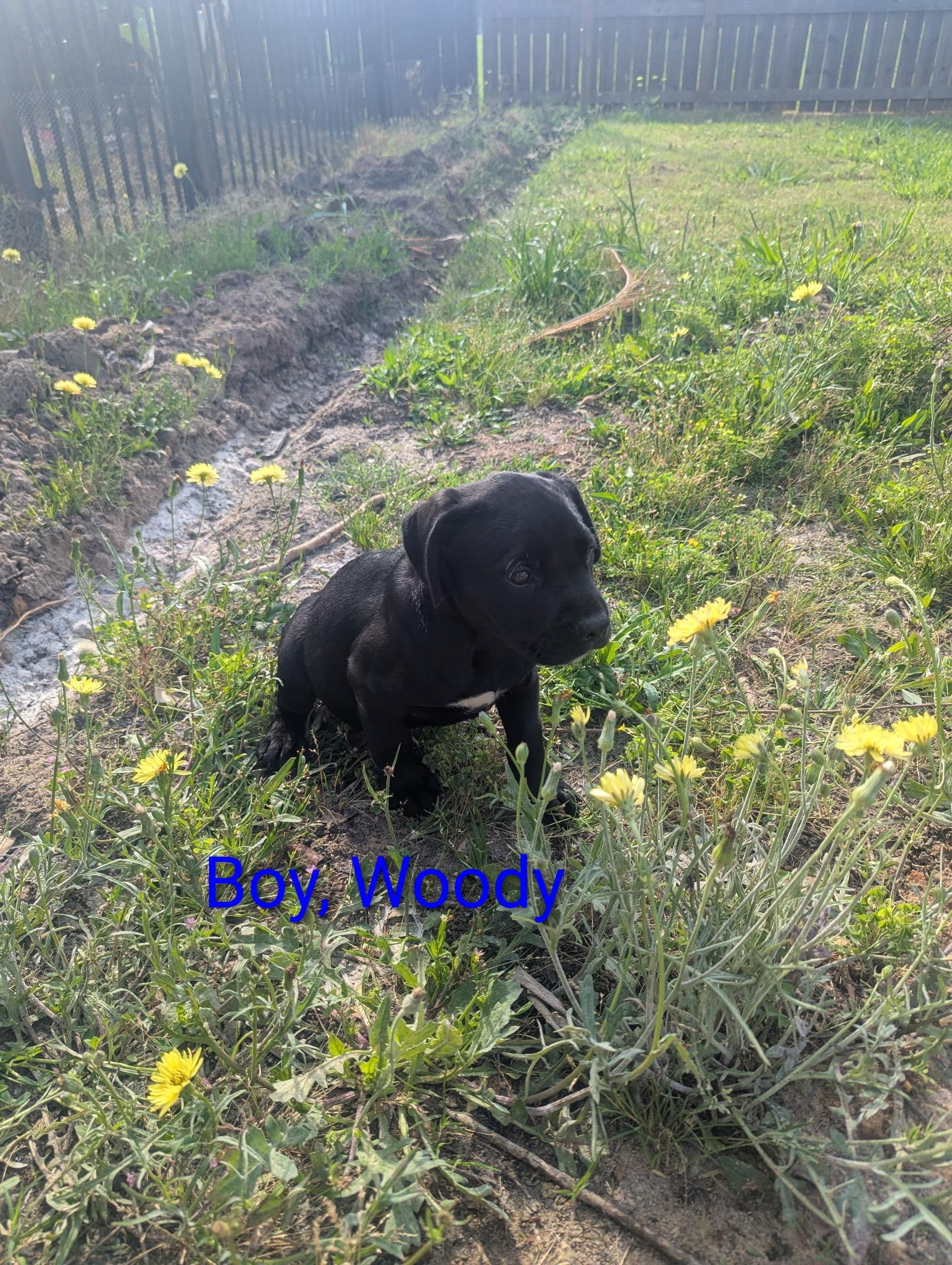 Enlarge Woody, an adopted mixed breed in Baltimore, MD image 2/4