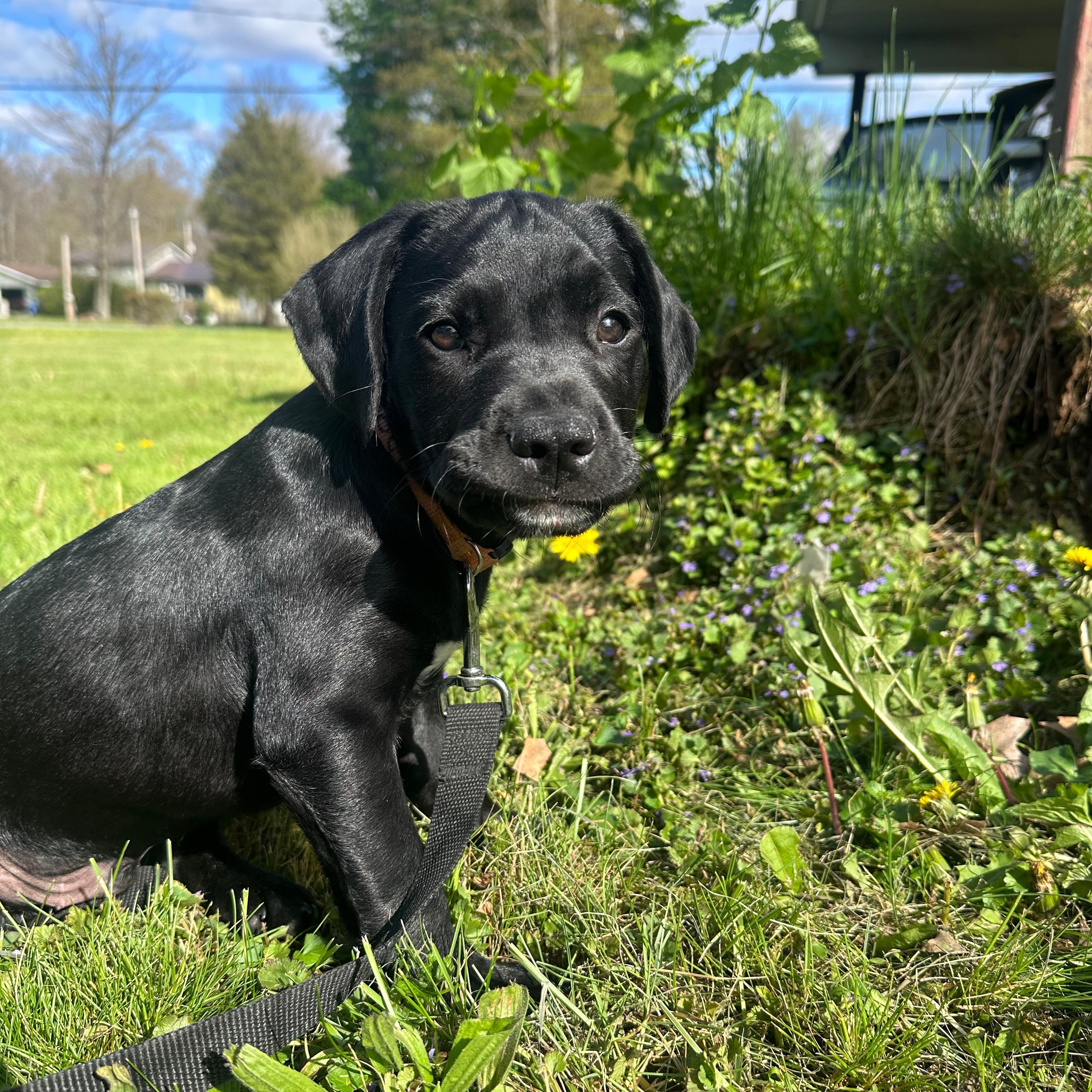 Enlarge Woody, an adopted mixed breed in Baltimore, MD image 1/4