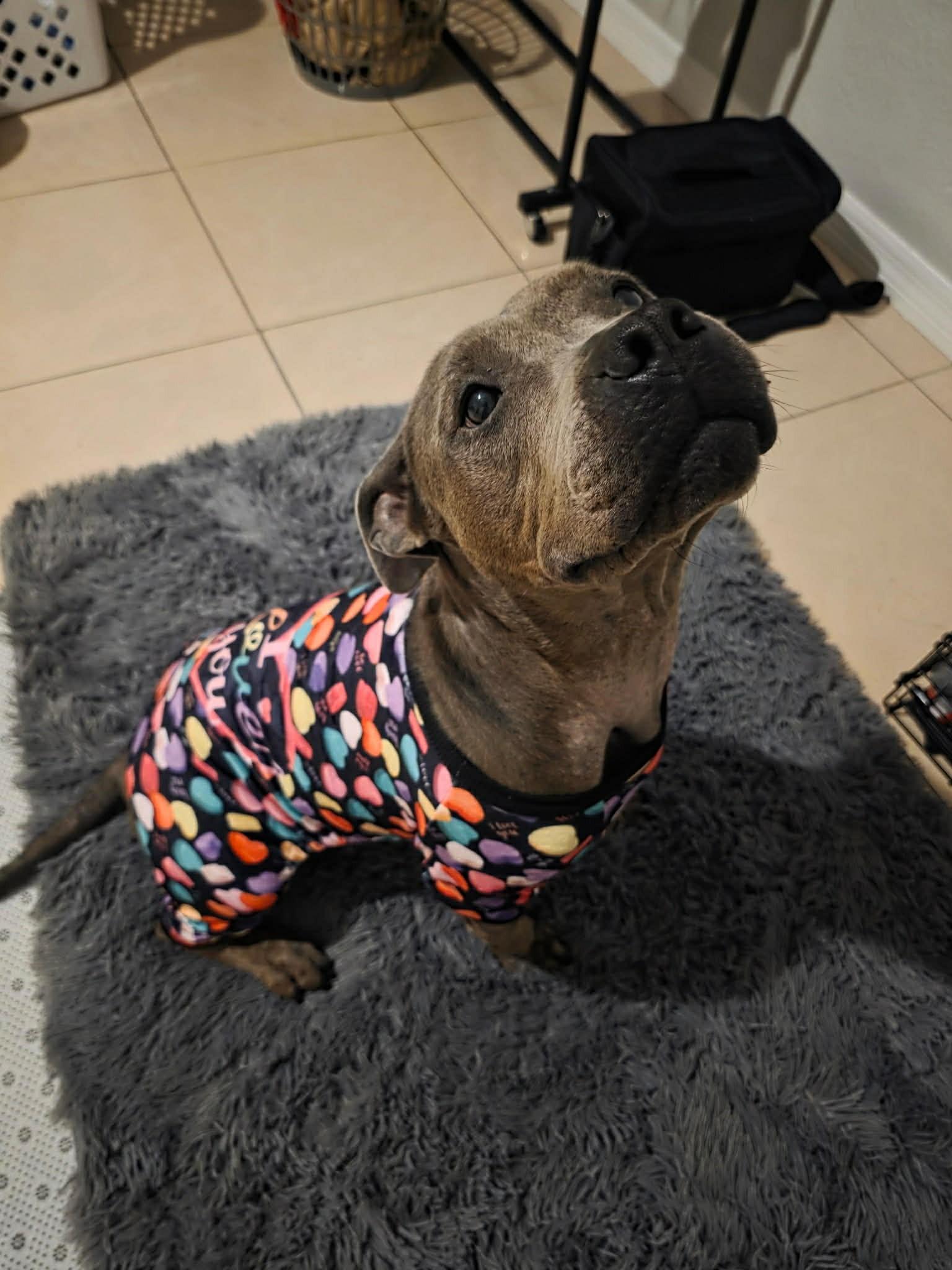 Enlarge Sadie, a ADOPTABLE Pit Bull Terrier in Deltona, FL image 1/4