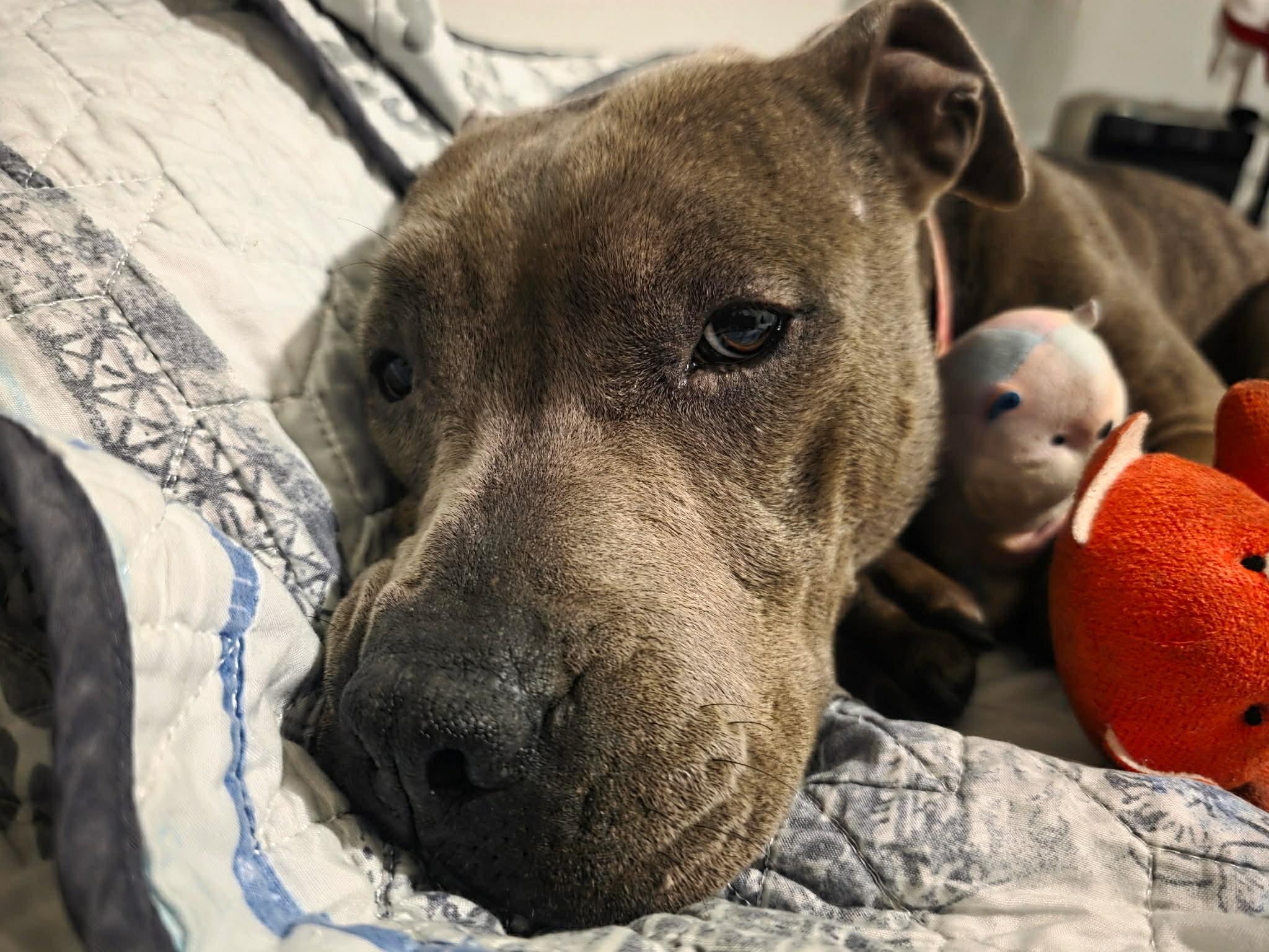 Enlarge Sadie, a ADOPTABLE Pit Bull Terrier in Deltona, FL image 4/4