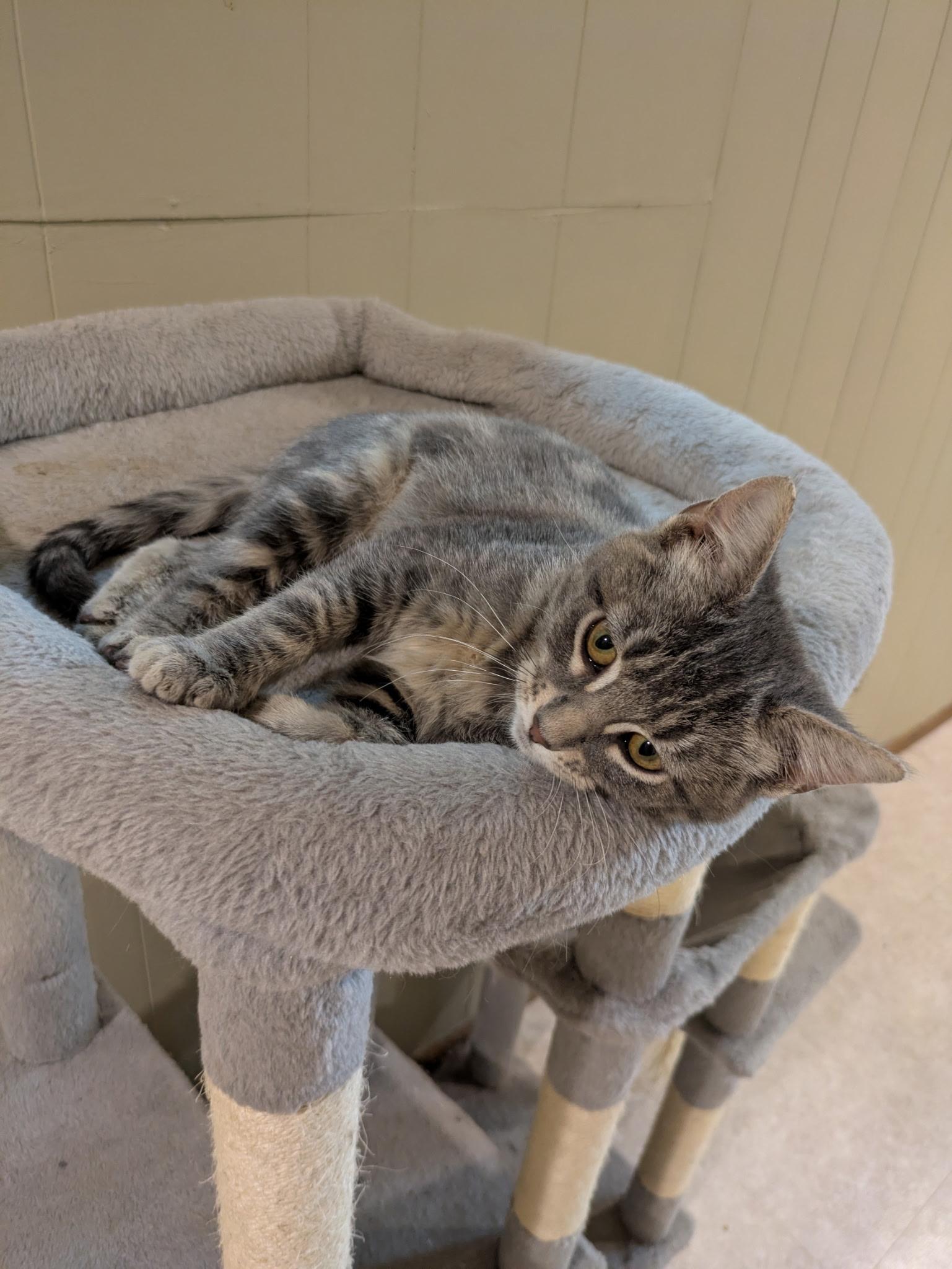 Enlarge Trinket, a Adoptable Tabby in Mineral Point, WI image 4/6