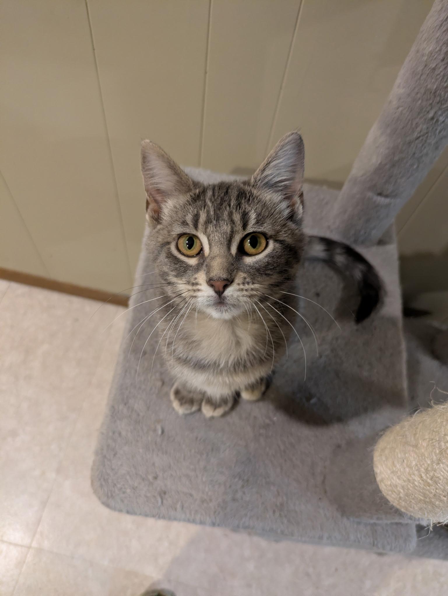 Enlarge Trinket, a Adoptable Tabby in Mineral Point, WI image 5/6