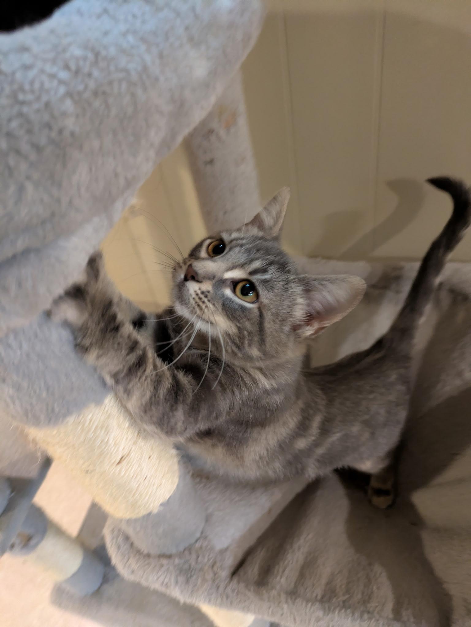 Enlarge Trinket, a Adoptable Tabby in Mineral Point, WI image 2/6