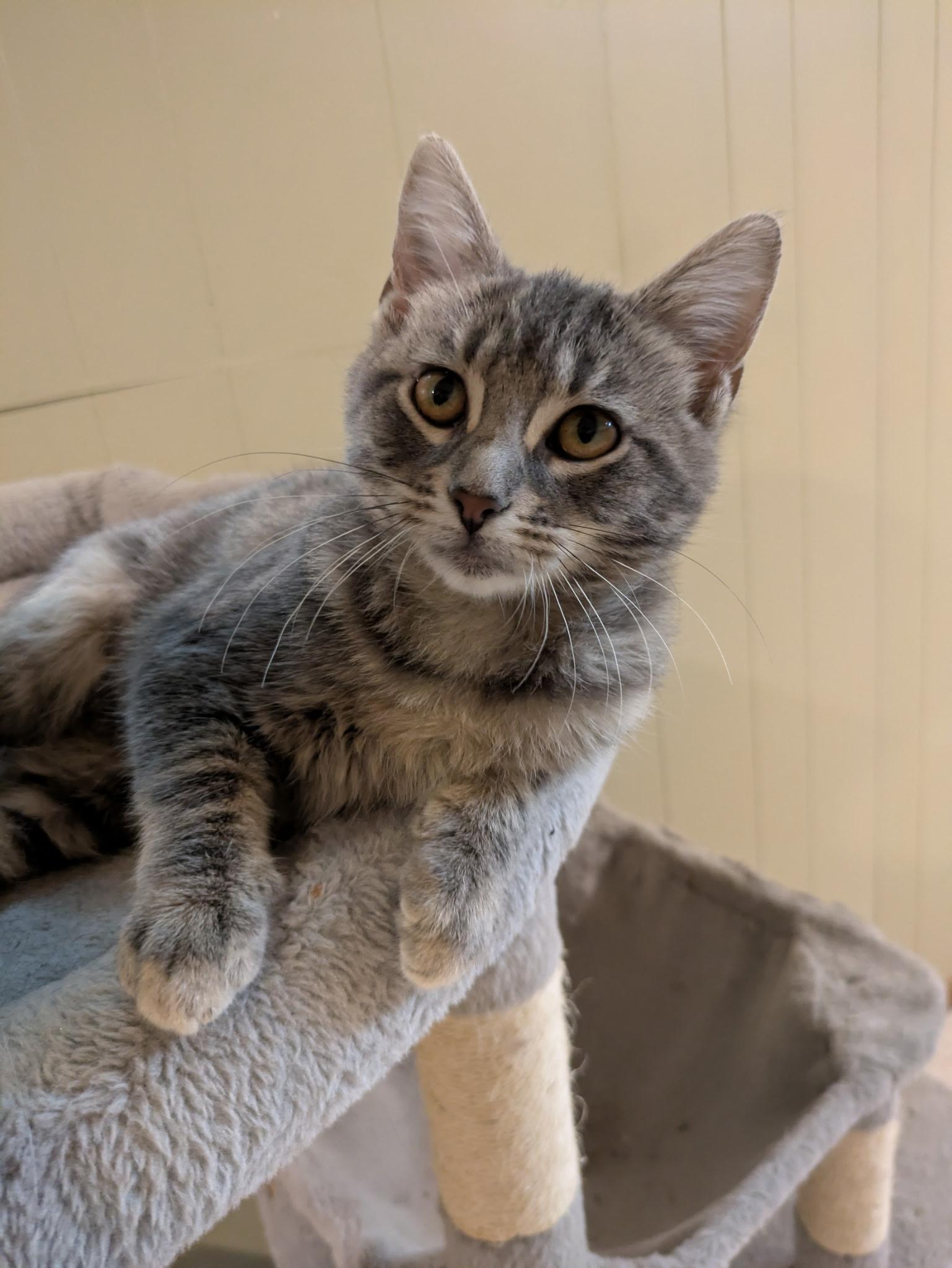 Trinket, Adoptable, Kitten Female Tabby.
