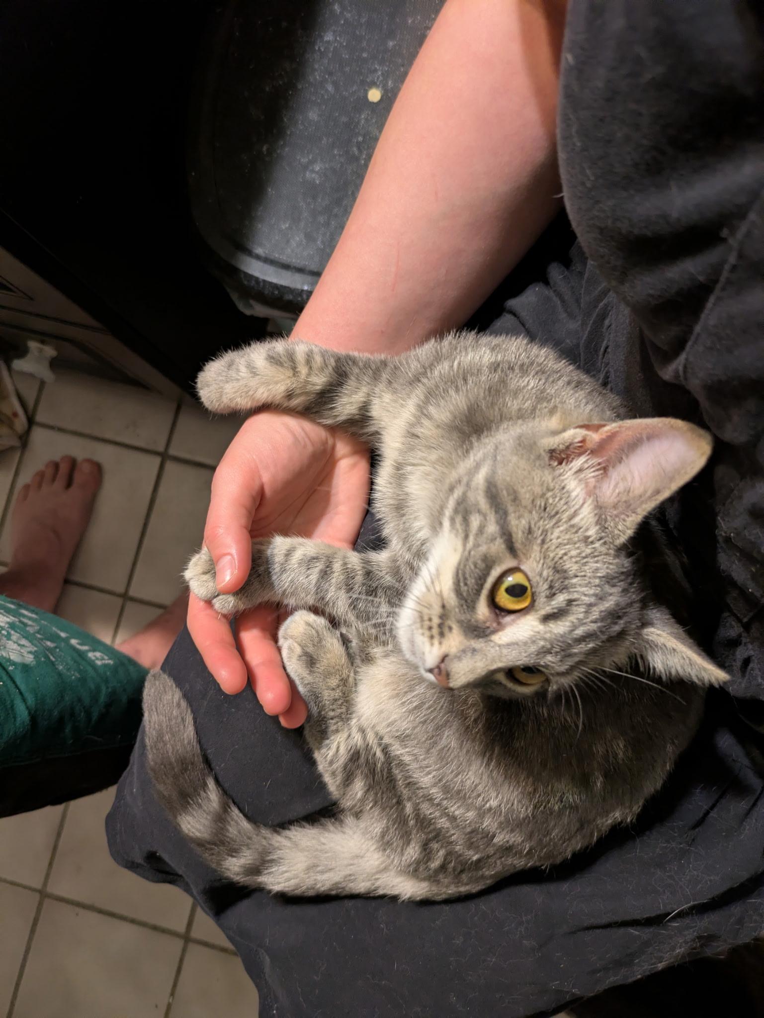 Enlarge Trinket, a Adoptable Tabby in Mineral Point, WI image 6/6