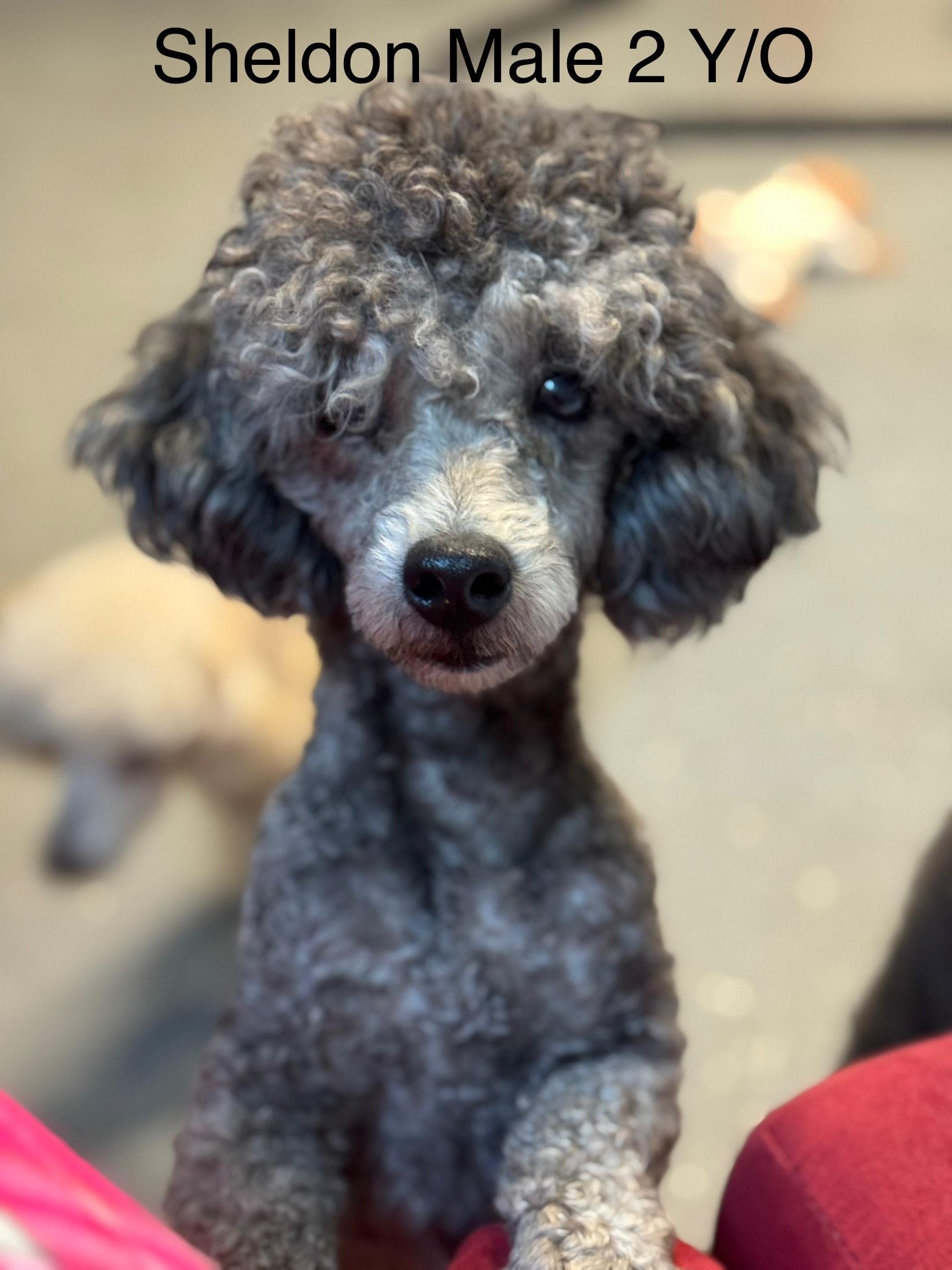 Enlarge Sheldon, a ADOPTABLE Poodle (Toy) in Arnold, MO image 1/2