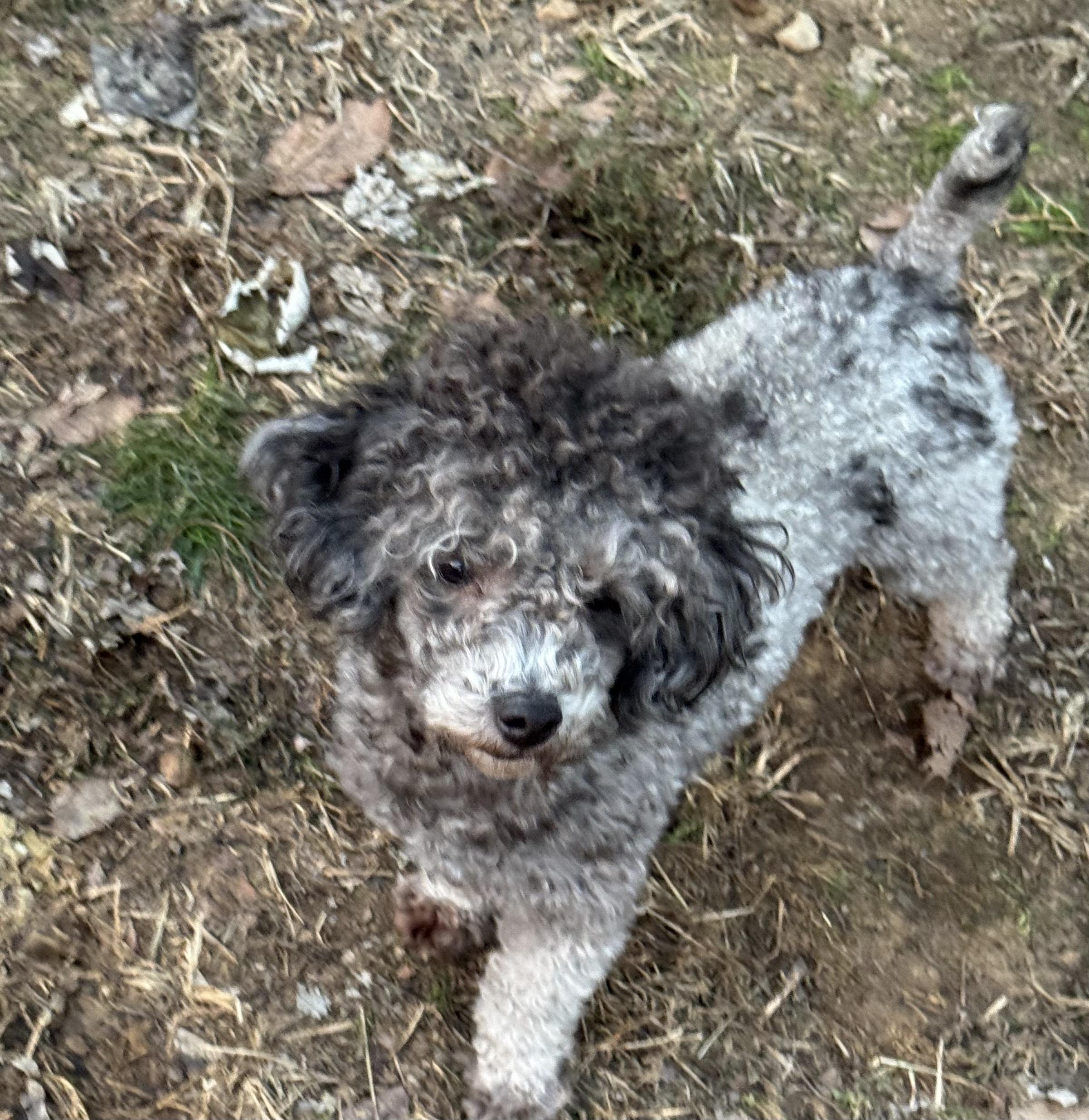 Enlarge Sheldon, a ADOPTABLE Poodle (Toy) in Arnold, MO image 2/2