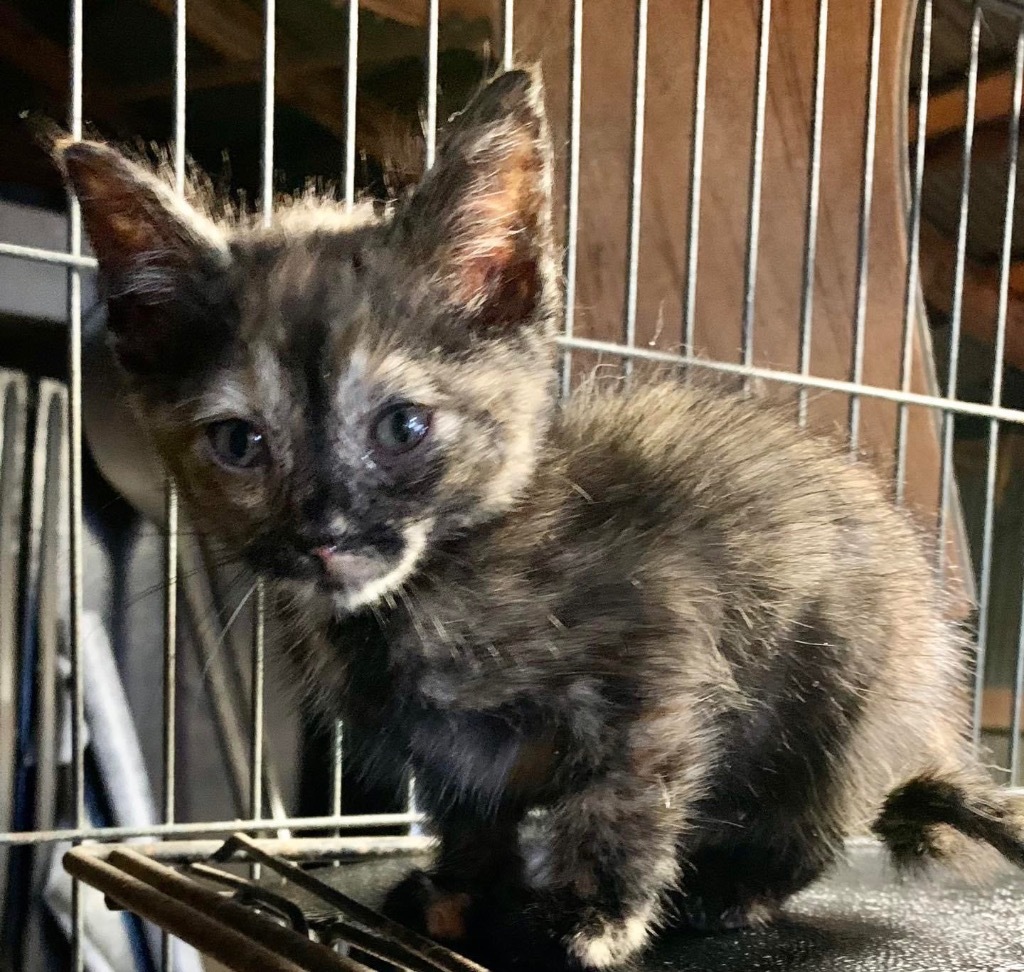 Enlarge Hannah, a Adopted Domestic Short Hair in Comanche, TX image 1/1