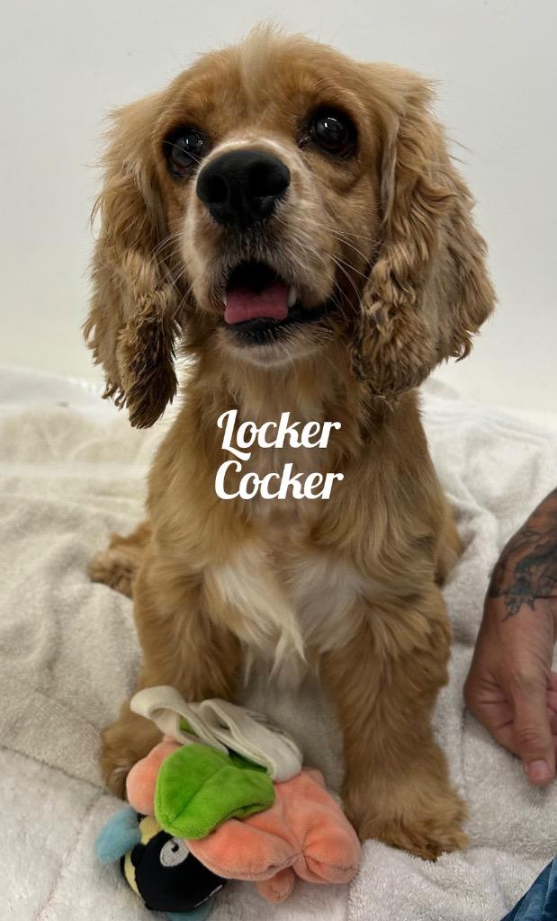 Locker Cocker thumbnail 2