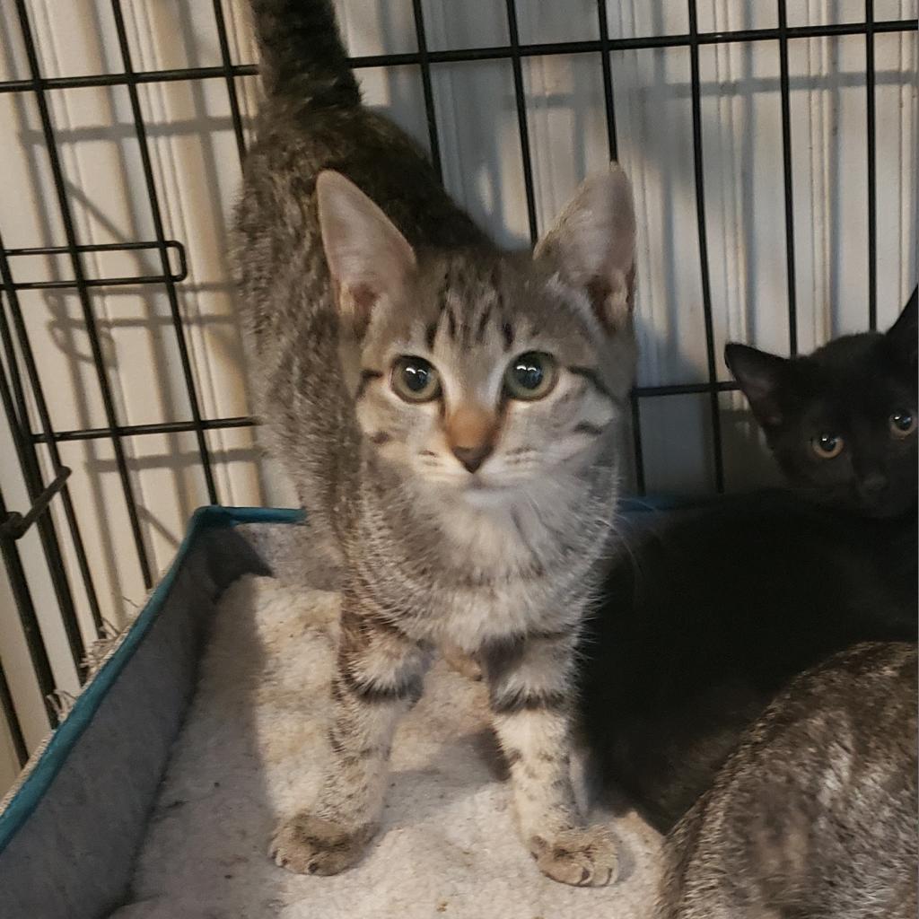 Prue, a Adoptable Domestic Short Hair in Jacksonville, OR image 1/2