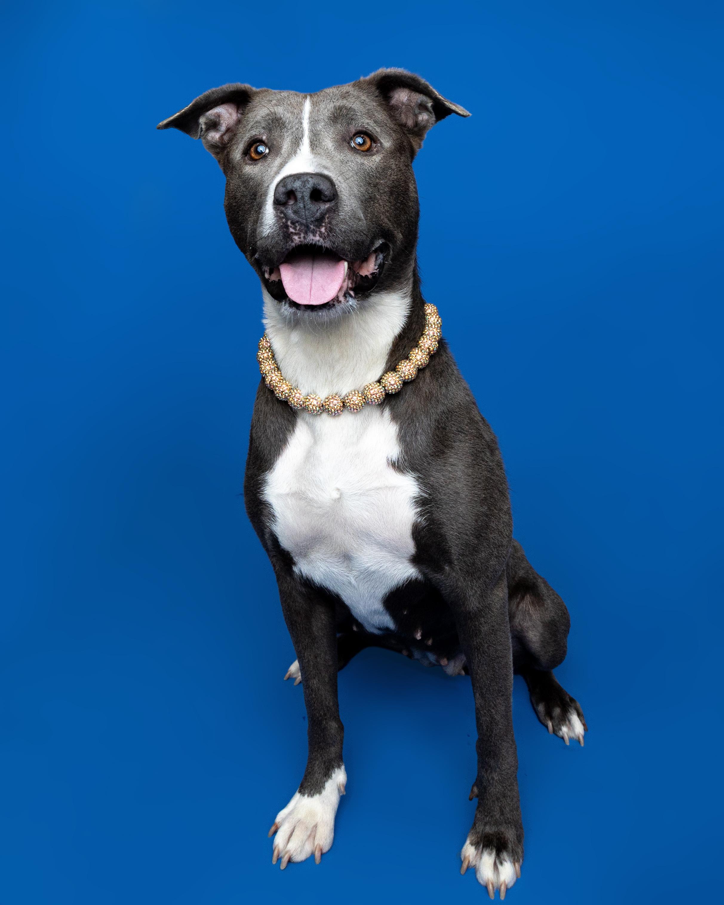 Enlarge Tulip, a ADOPTABLE Mixed Breed in Oak Park, MI image 1/5