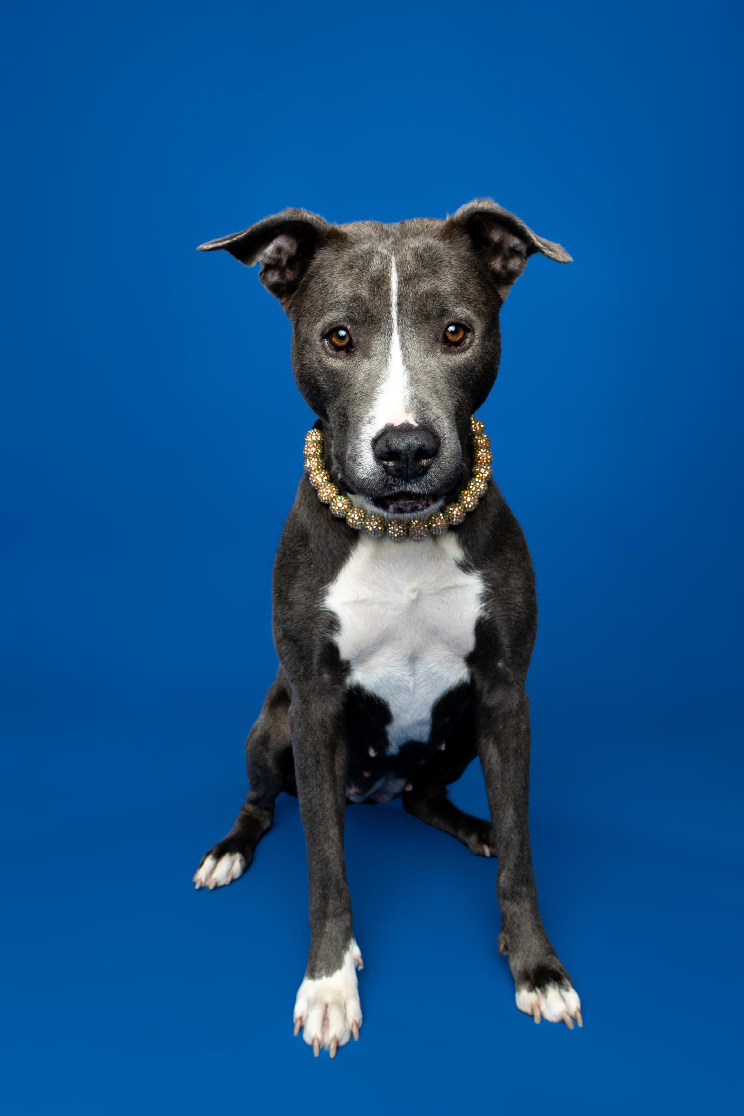 Enlarge Tulip, a ADOPTABLE Mixed Breed in Oak Park, MI image 2/5