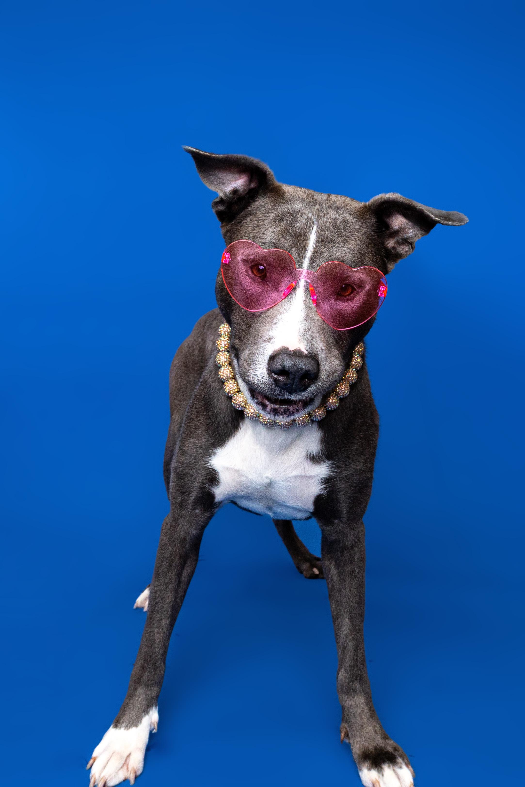 Enlarge Tulip, a ADOPTABLE Mixed Breed in Oak Park, MI image 5/5