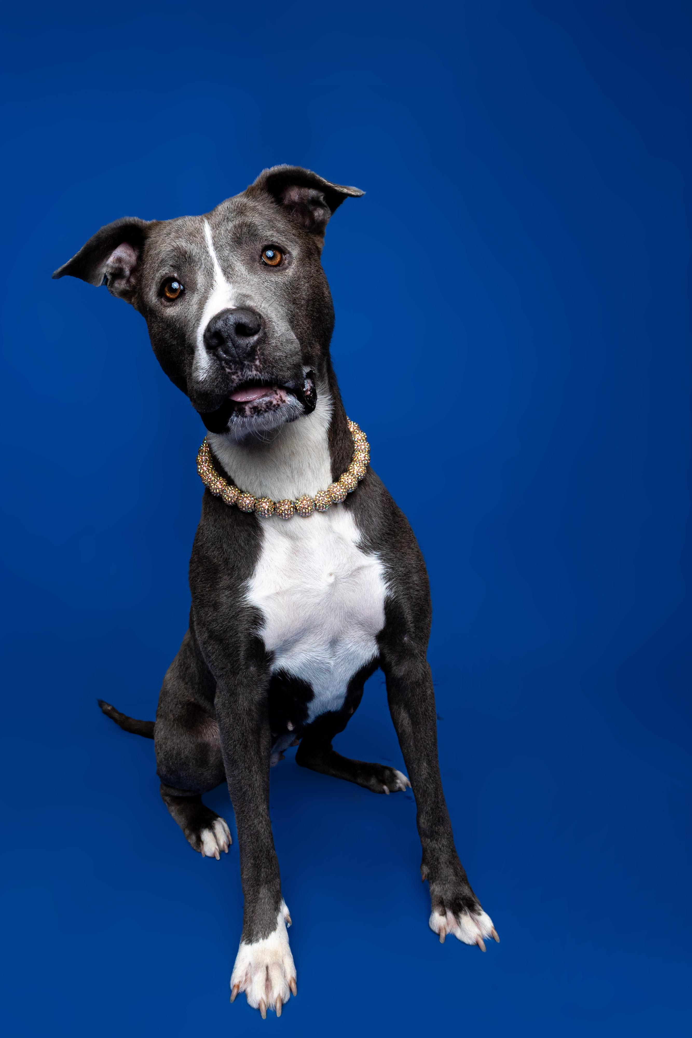 Enlarge Tulip, a ADOPTABLE Mixed Breed in Oak Park, MI image 3/5