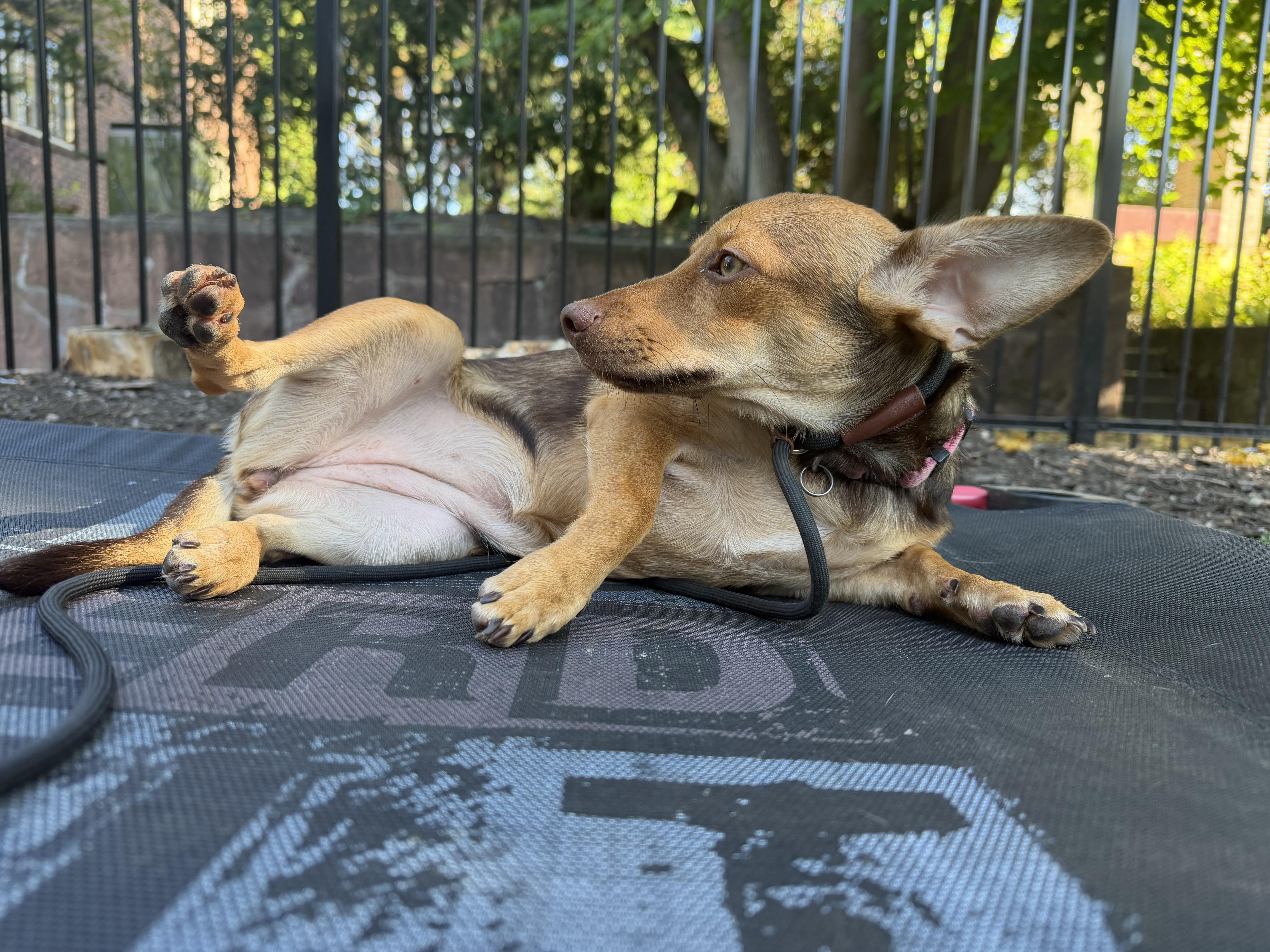 Enlarge Tati, a Adopted mixed breed in San Diego, CA image 5/6