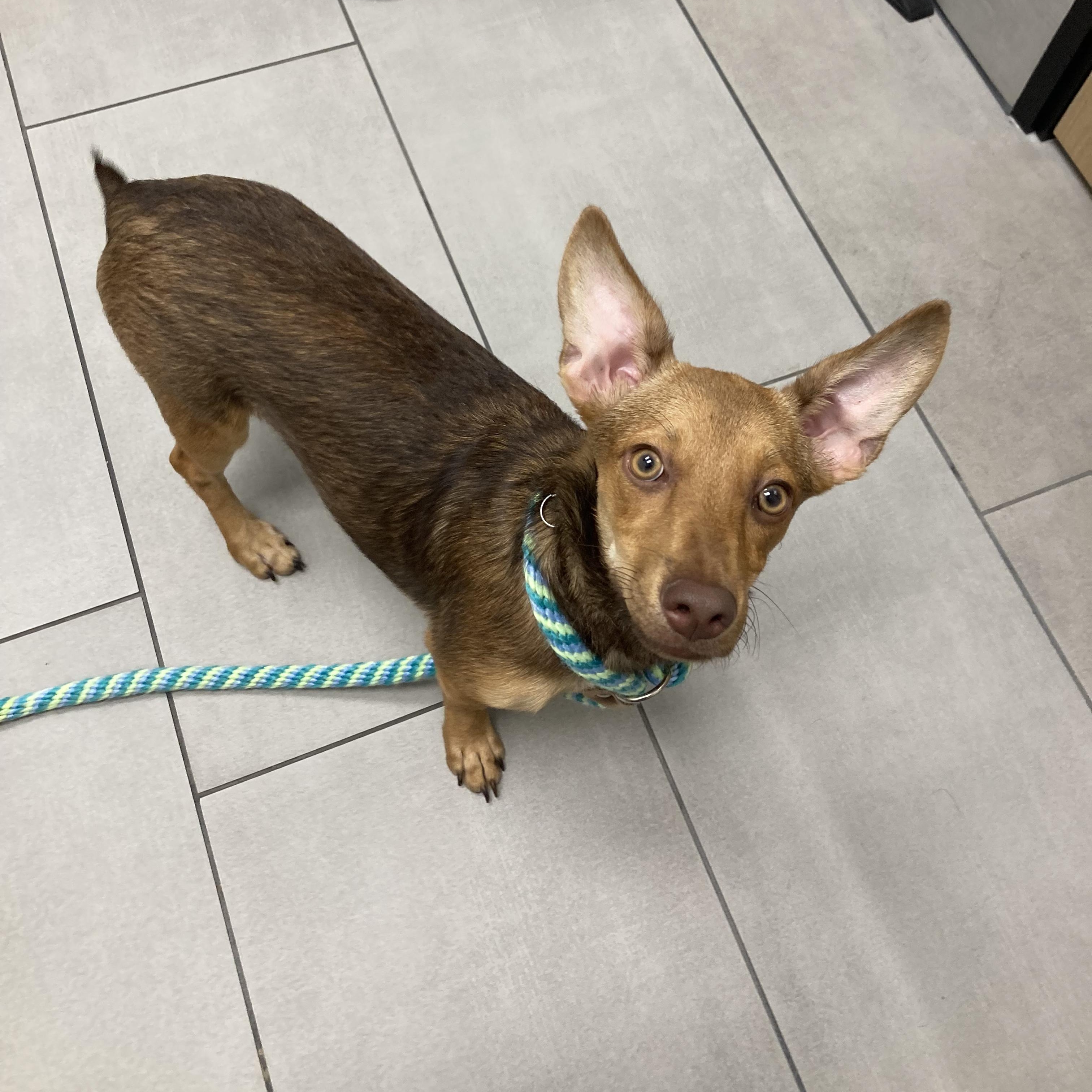 Tati, Adopted, Puppy Female Dachshund.