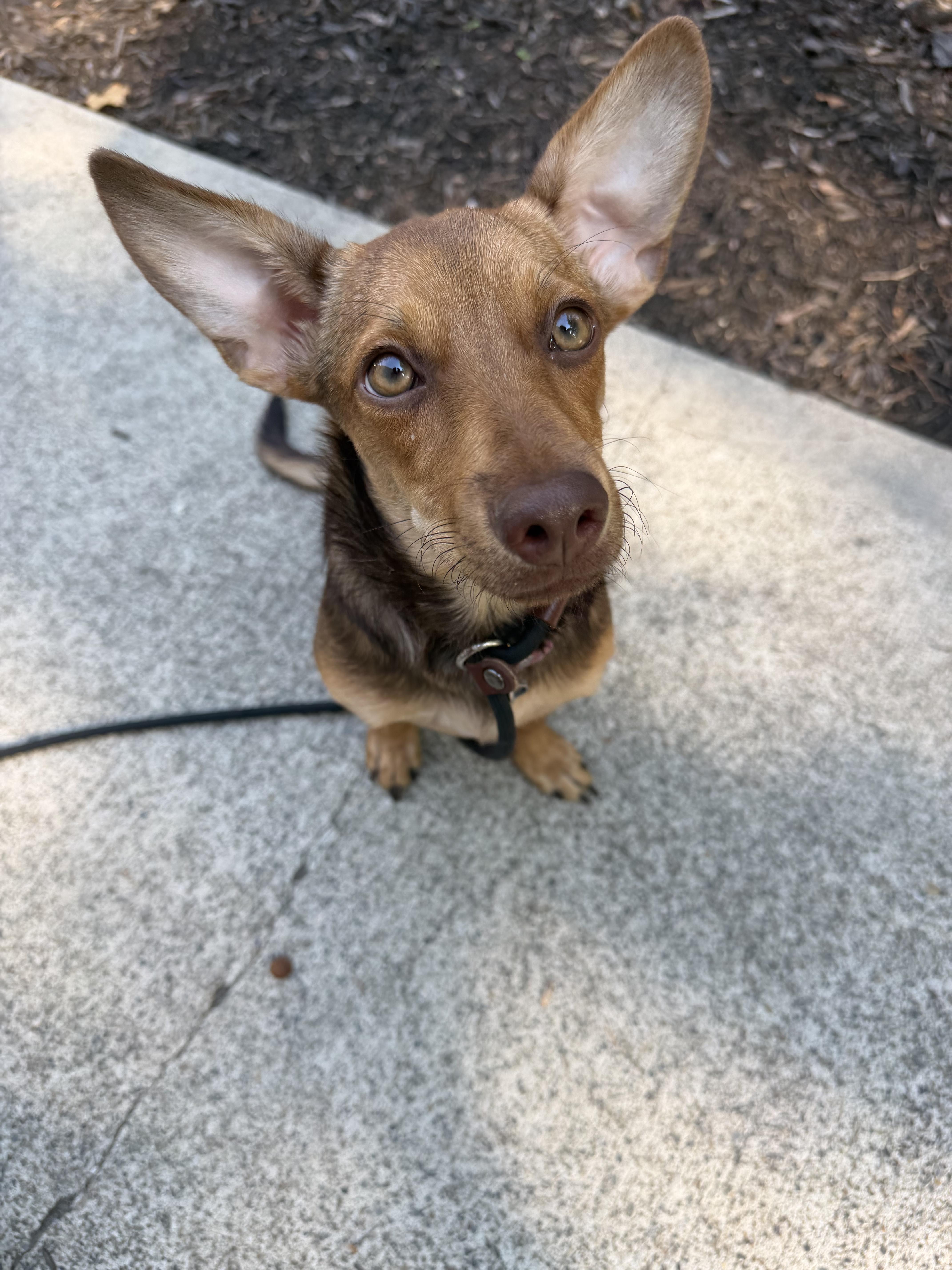 Enlarge Tati, a Adopted mixed breed in San Diego, CA image 4/6