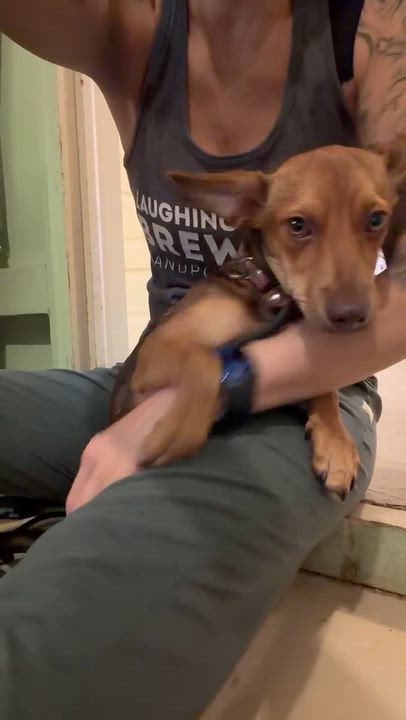 Enlarge Tati, a Adopted mixed breed in San Diego, CA video 3/6