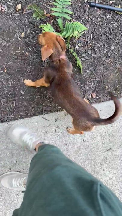 Enlarge Tati, a Adopted mixed breed in San Diego, CA video 2/6