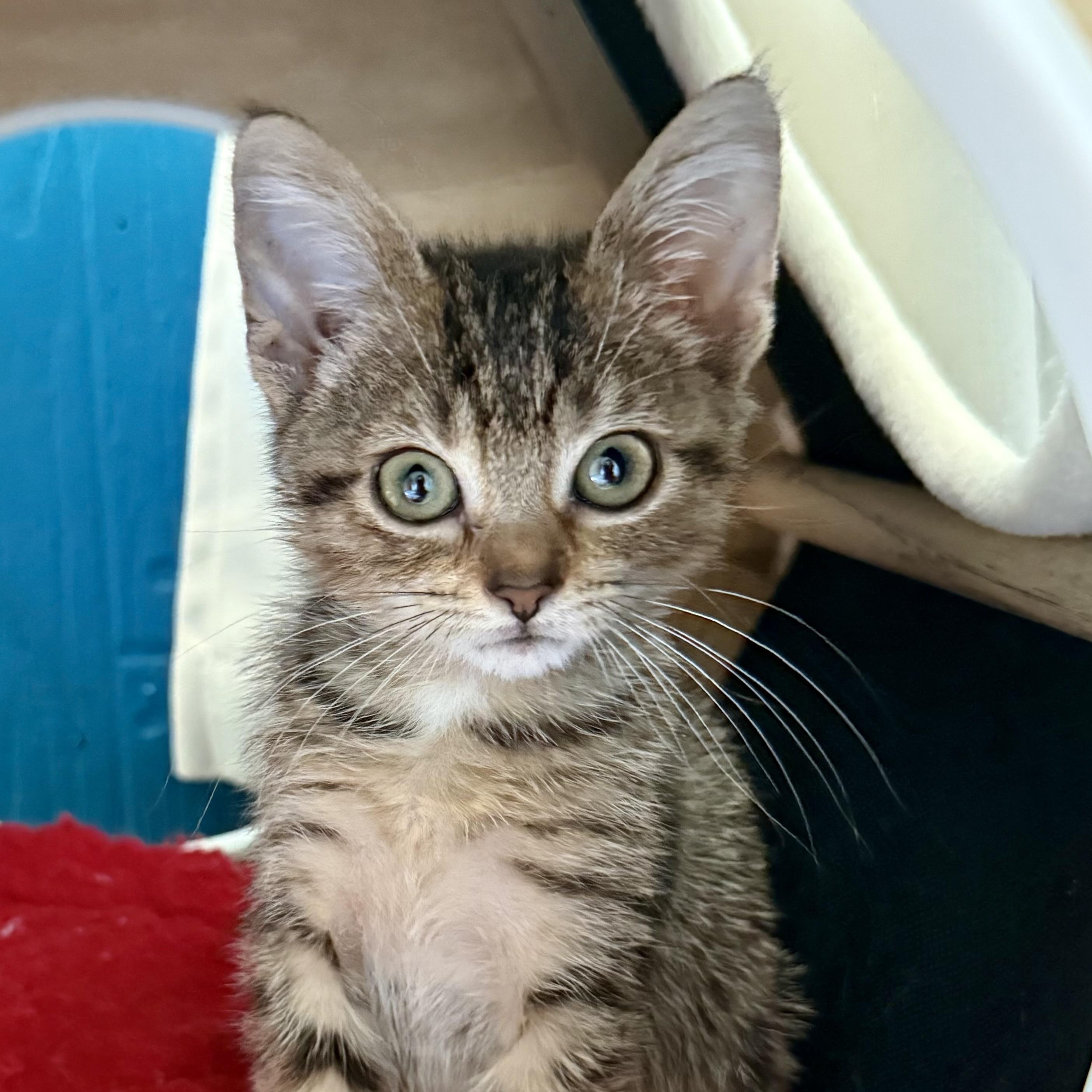 Autumn, Adoptable, Young Female Tabby.