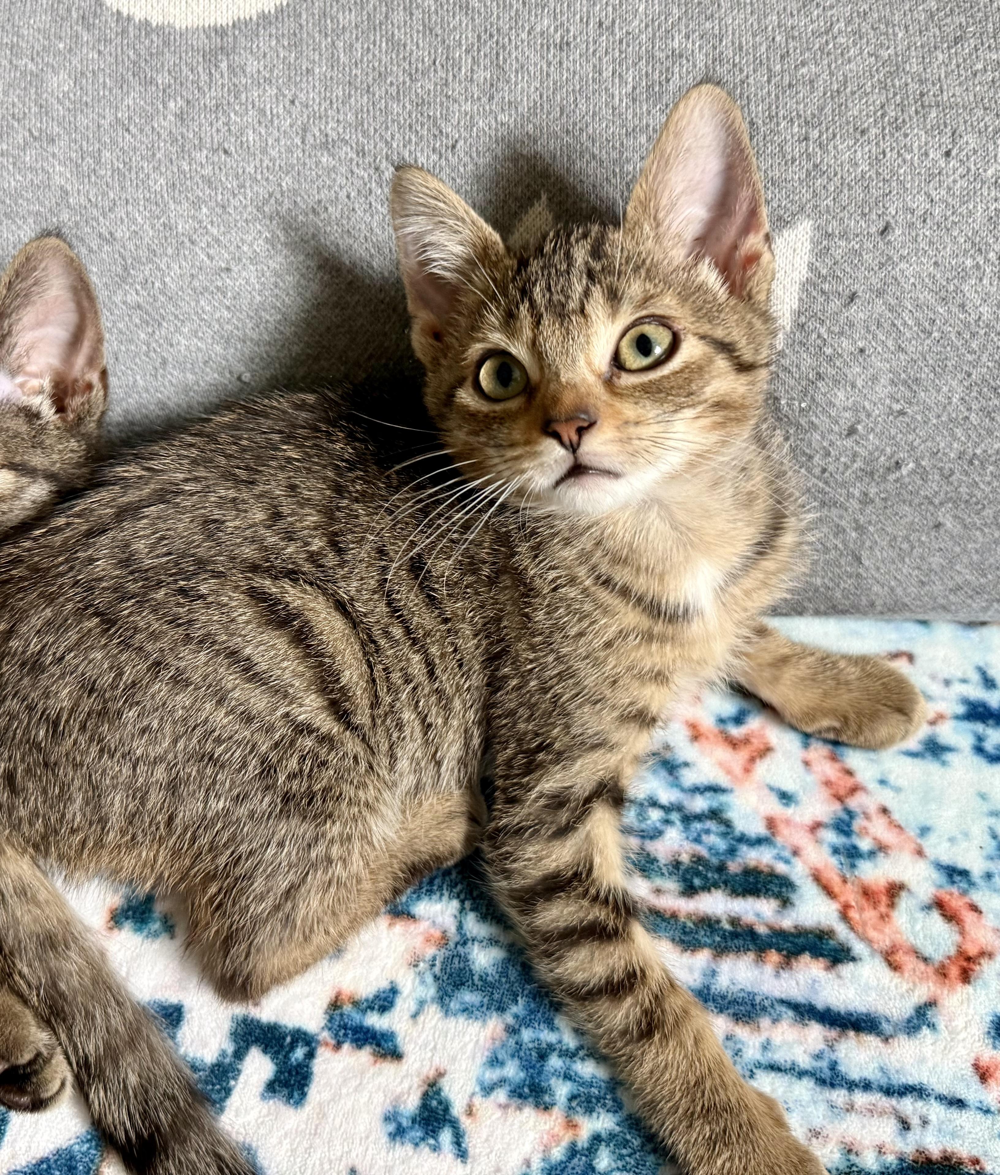 Enlarge Autumn, a Adoptable Tabby in Turnersville, NJ image 4/5