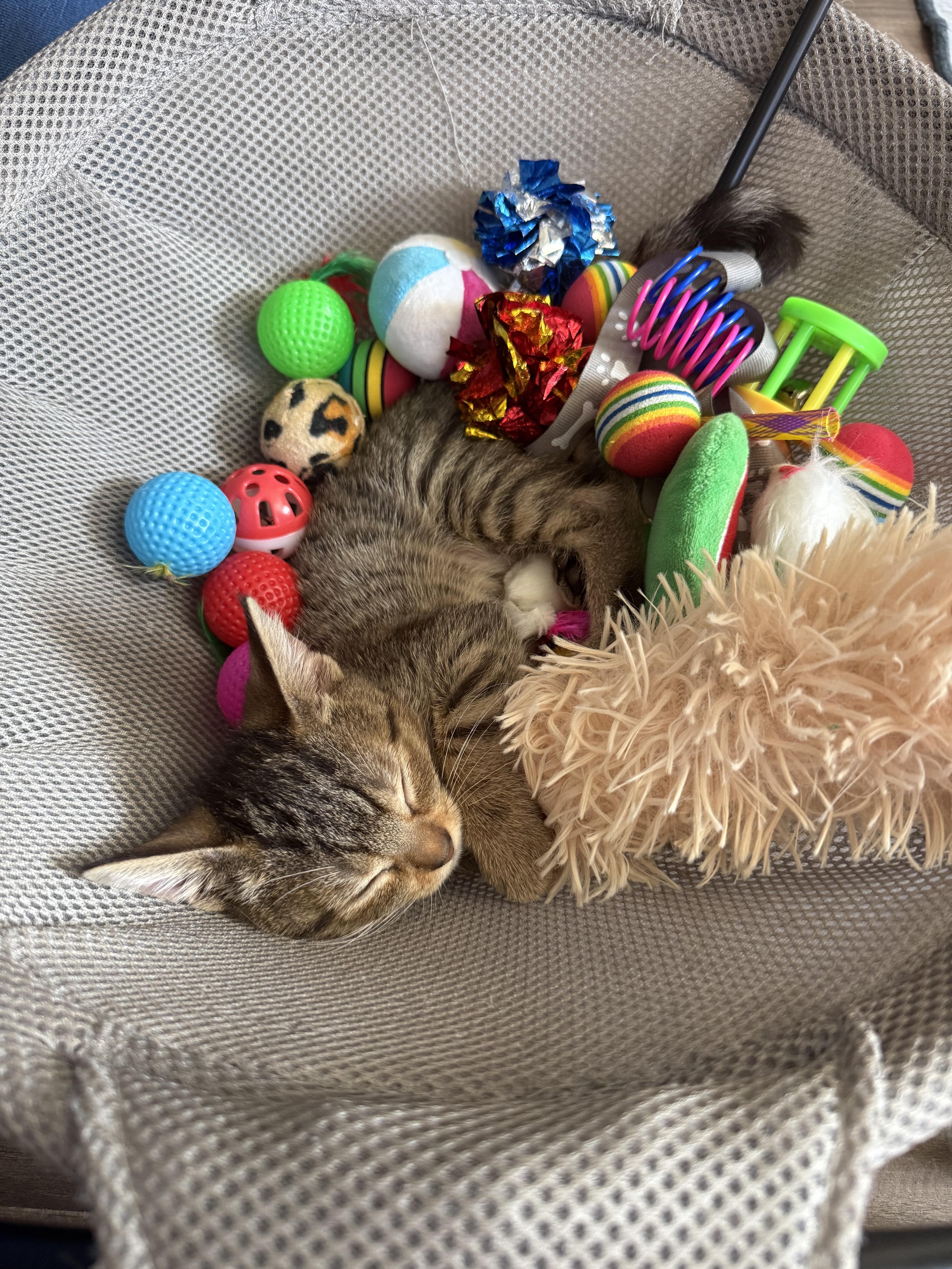 Enlarge Autumn, a Adoptable Tabby in Turnersville, NJ image 5/5
