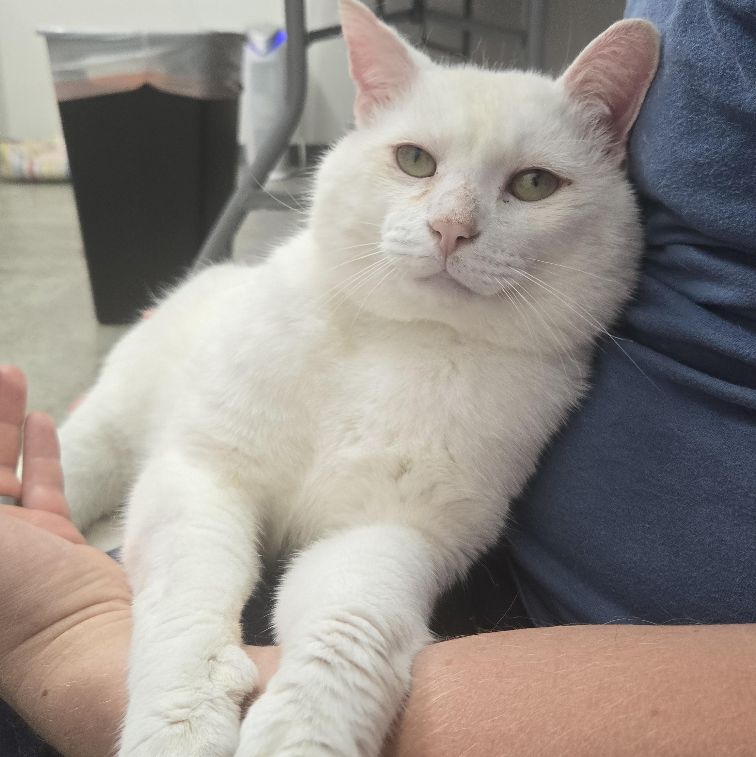 Enlarge Quincy, an adopted Domestic Short Hair in Tyner, KY image 1/1
