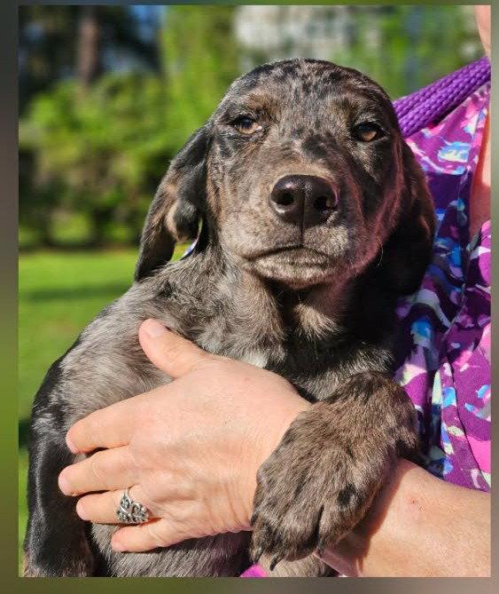 Kate Winter, Adoptable, Puppy Female Hound.