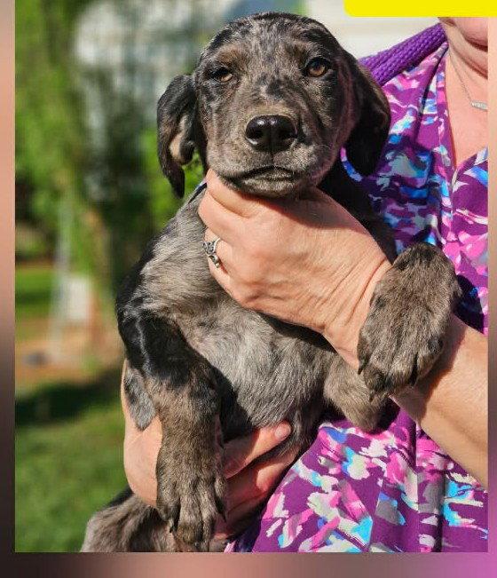Enlarge Kate Winter, a Adoptable Hound in Wakefield, RI image 3/3