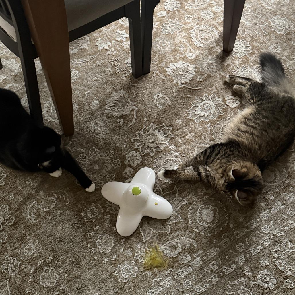 Enlarge Jimbo, a Adoptable Domestic Medium Hair in Washougal, WA image 1/6