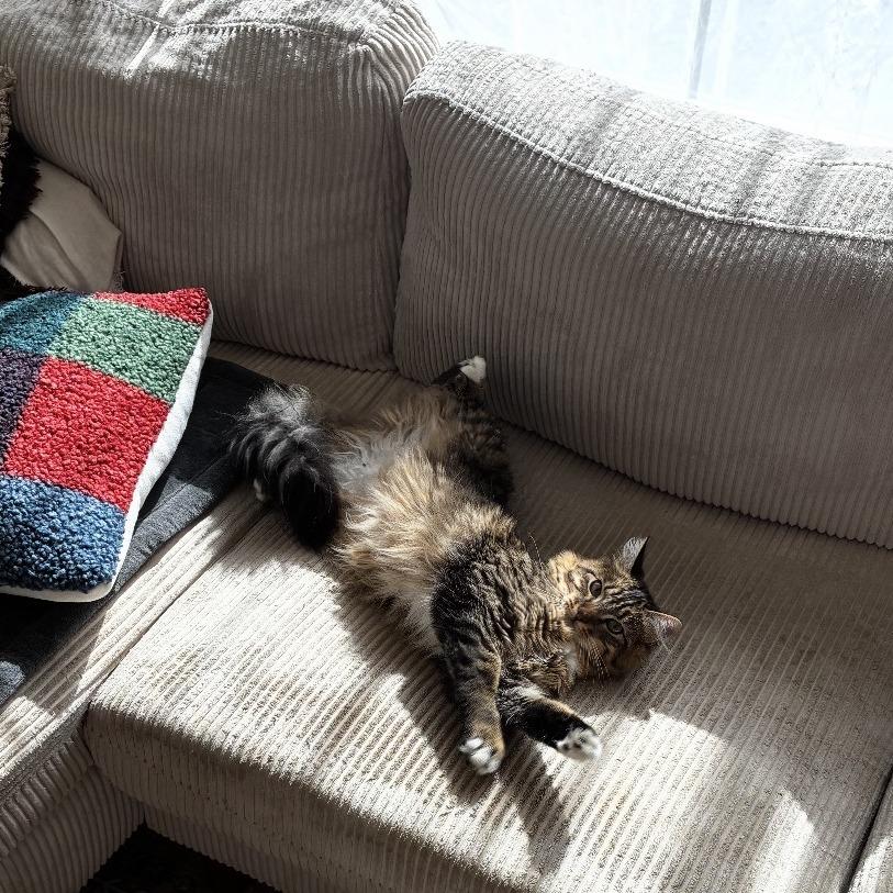 Enlarge Jimbo, a Adoptable Domestic Medium Hair in Washougal, WA image 2/6