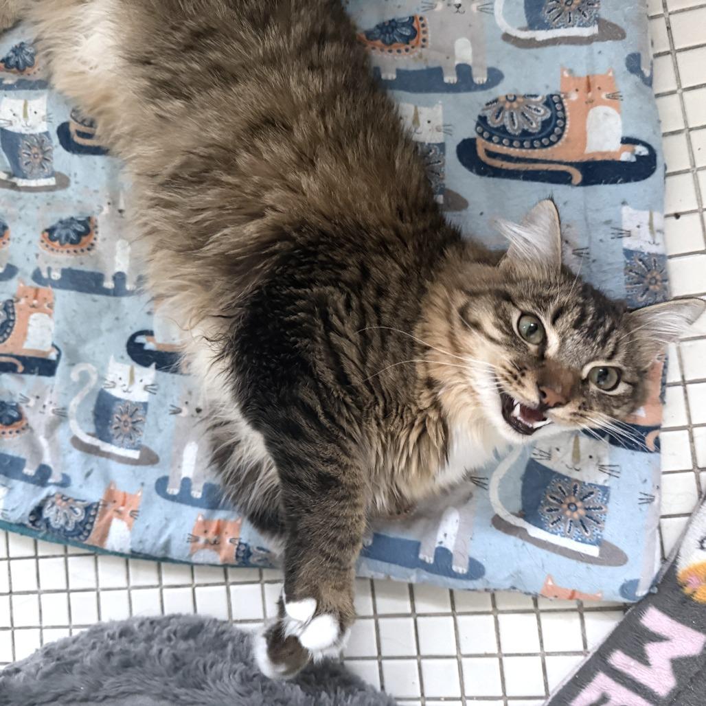 Enlarge Jimbo, a Adoptable Domestic Medium Hair in Washougal, WA image 3/6