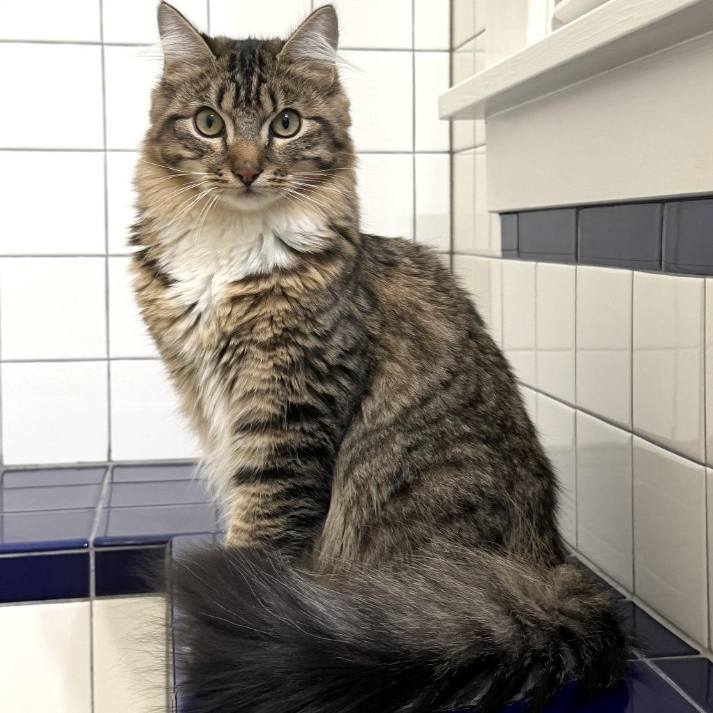 Enlarge Jimbo, a Adoptable Domestic Medium Hair in Washougal, WA image 4/6