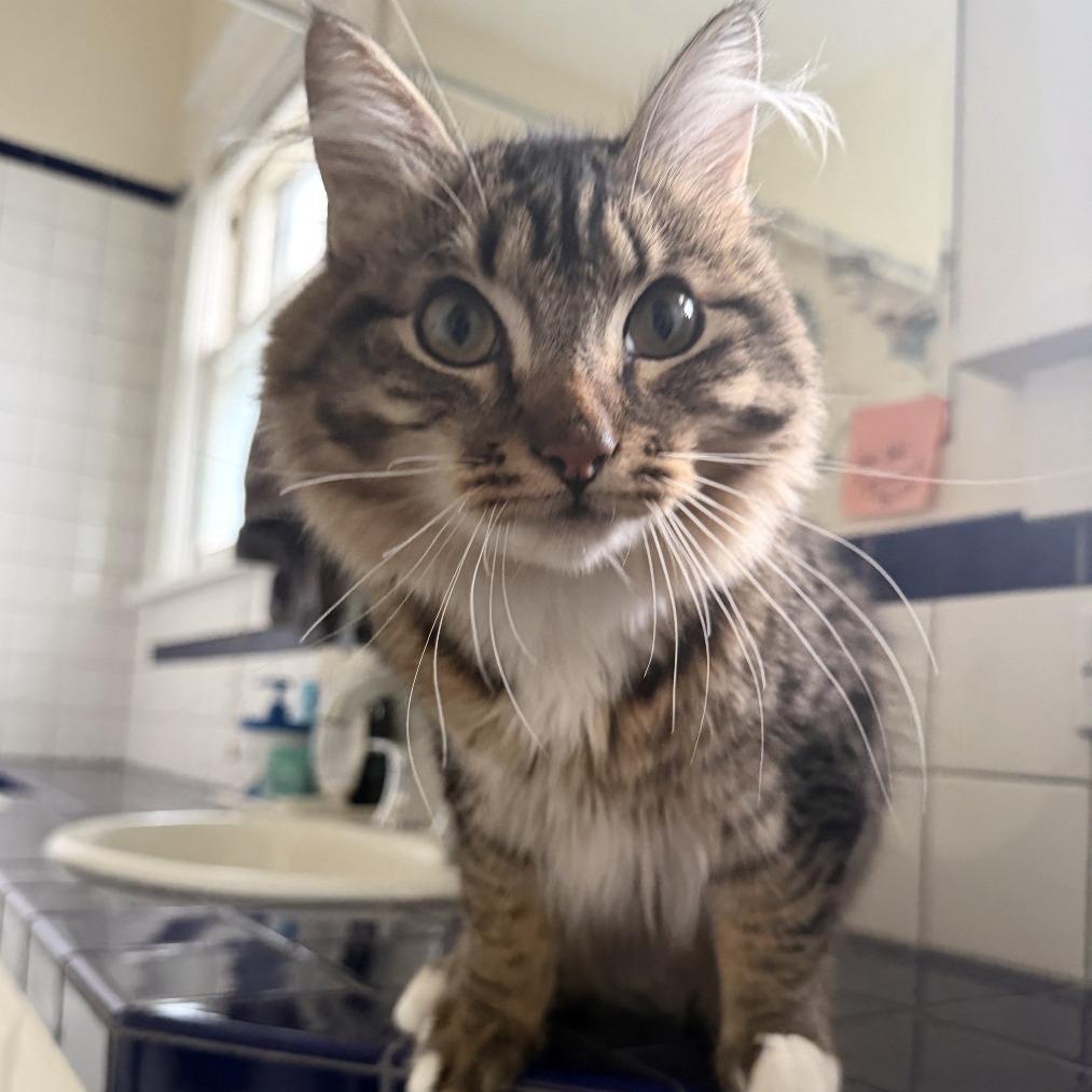 Enlarge Jimbo, a Adoptable Domestic Medium Hair in Washougal, WA image 5/6