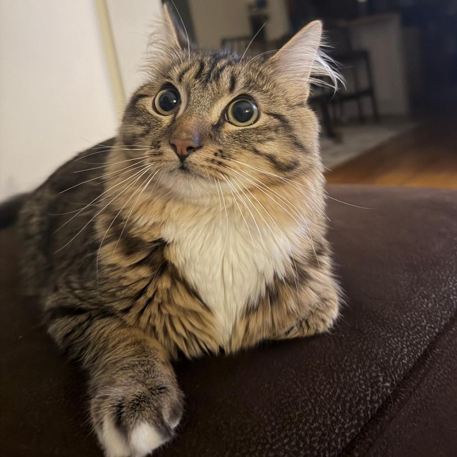 Enlarge Jimbo, a Adoptable Domestic Medium Hair in Washougal, WA image 6/6