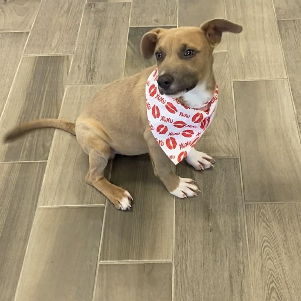 Shayla, ADOPTABLE, Young Female American Bulldog.