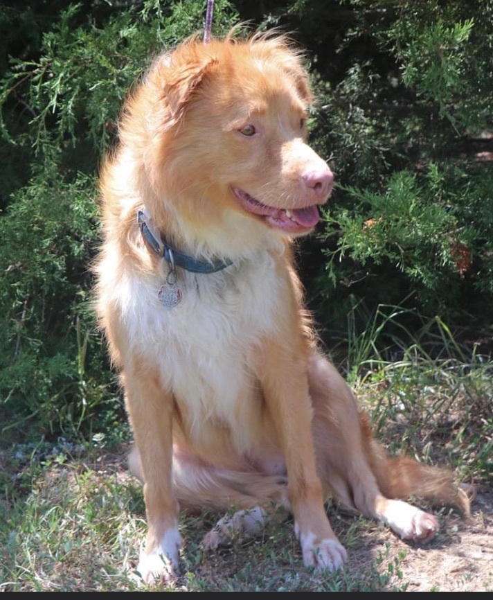 Enlarge Athena Located Dallas Tx, an adopted mixed breed in St Helena Island, SC image 1/3
