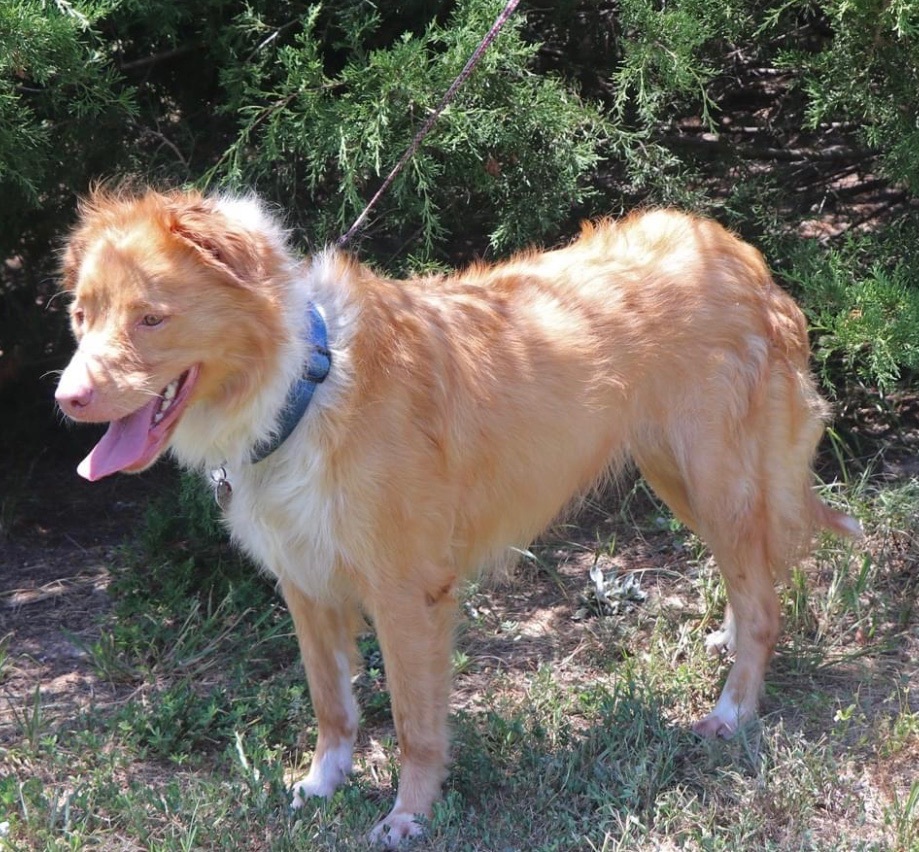 Enlarge Athena Located Dallas Tx, an adopted mixed breed in St Helena Island, SC image 2/3