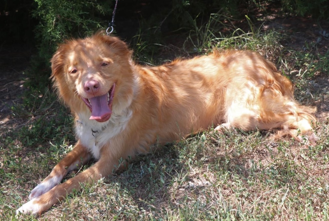 Enlarge Athena Located Dallas Tx, an adopted mixed breed in St Helena Island, SC image 3/3