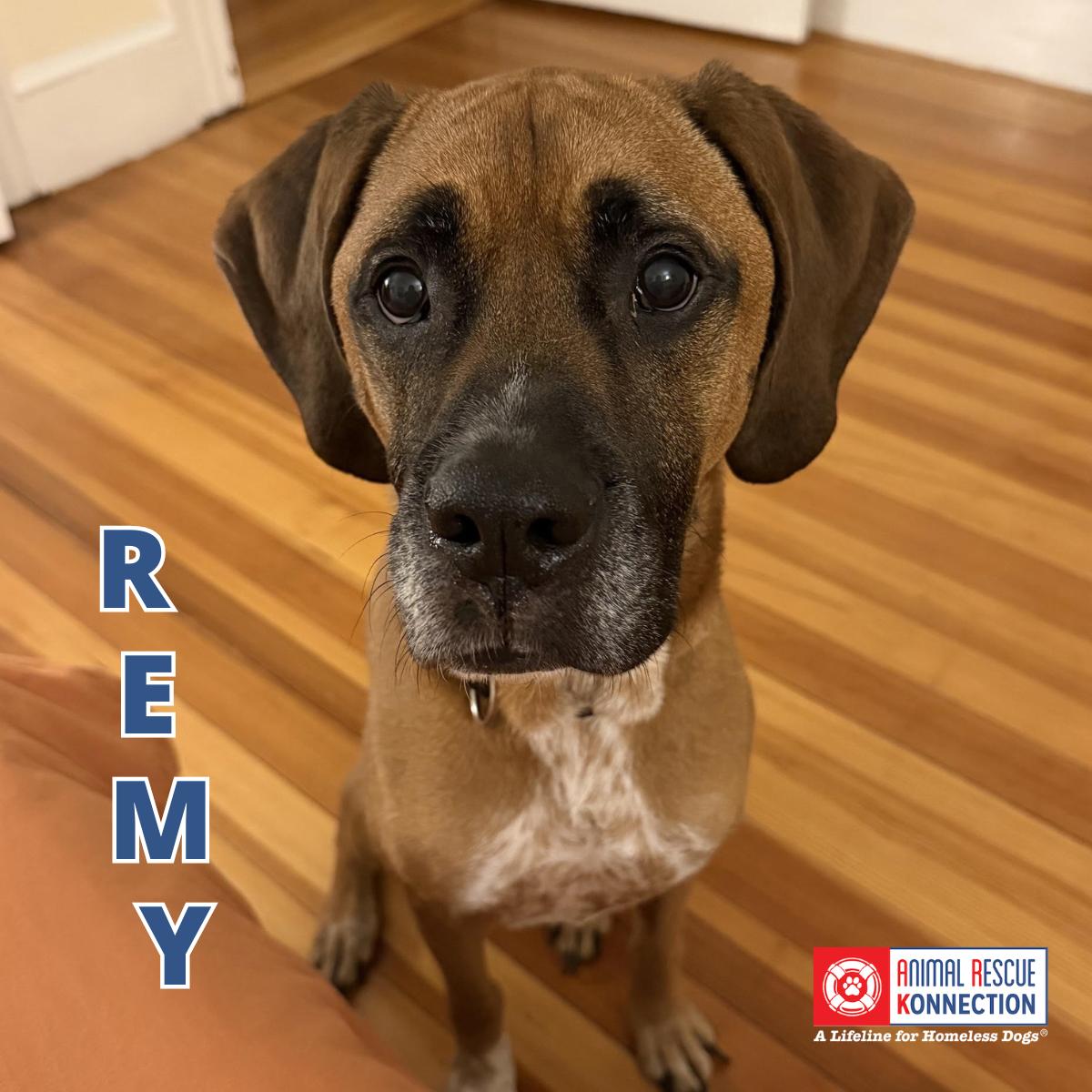 Enlarge Remy, a Adoptable Boxer in North Andover, MA image 1/4