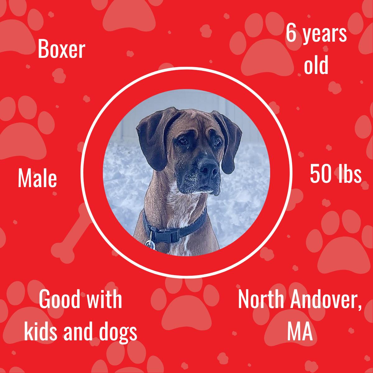 Enlarge Remy, a Adoptable Boxer in North Andover, MA image 2/4
