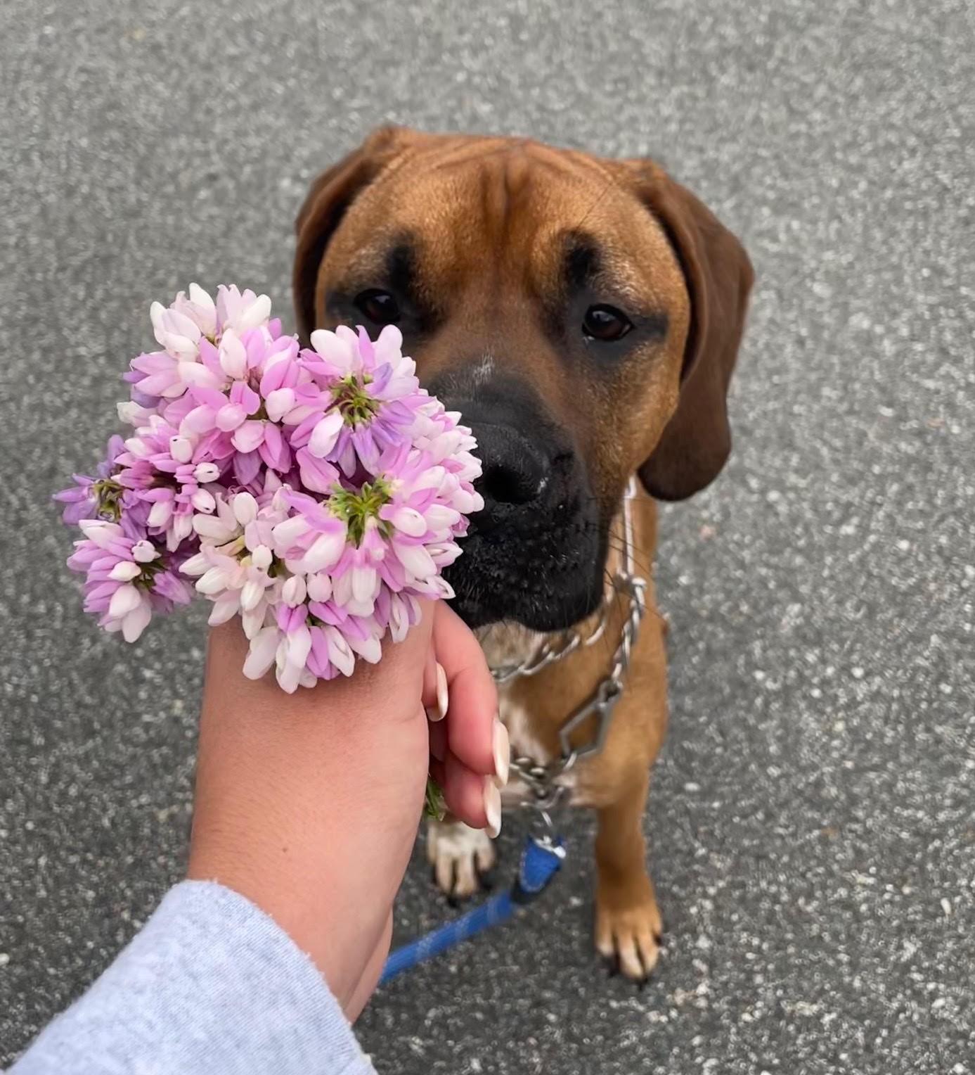 Enlarge Remy, a Adoptable Boxer in North Andover, MA image 4/4