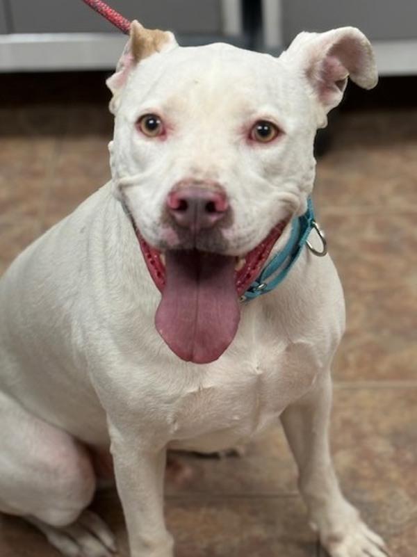 Enlarge Kaine, a Adoptable mixed breed in Littleton, CO image 2/2