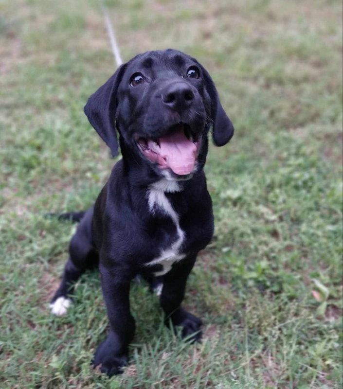 Enlarge Gibson, a Adopted Labrador Retriever in Mint Hill, NC image 1/3