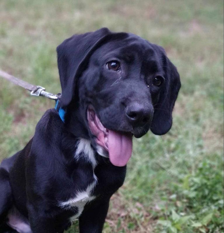 Enlarge Gibson, a Adopted Labrador Retriever in Mint Hill, NC image 2/3