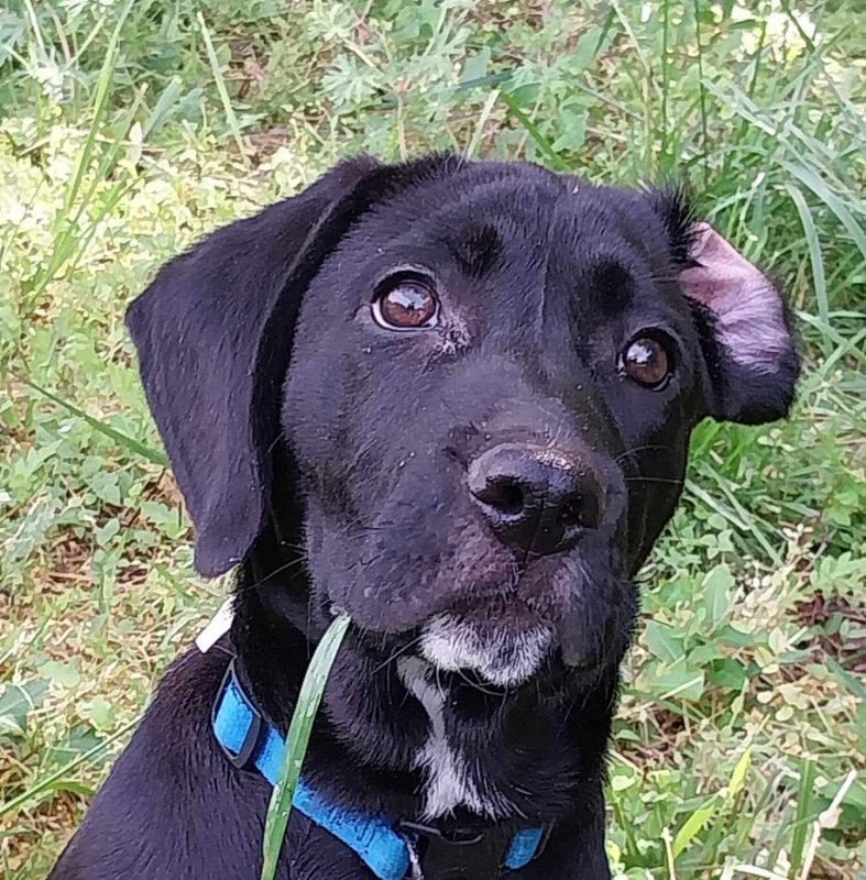 Enlarge Gibson, a Adopted Labrador Retriever in Mint Hill, NC image 3/3